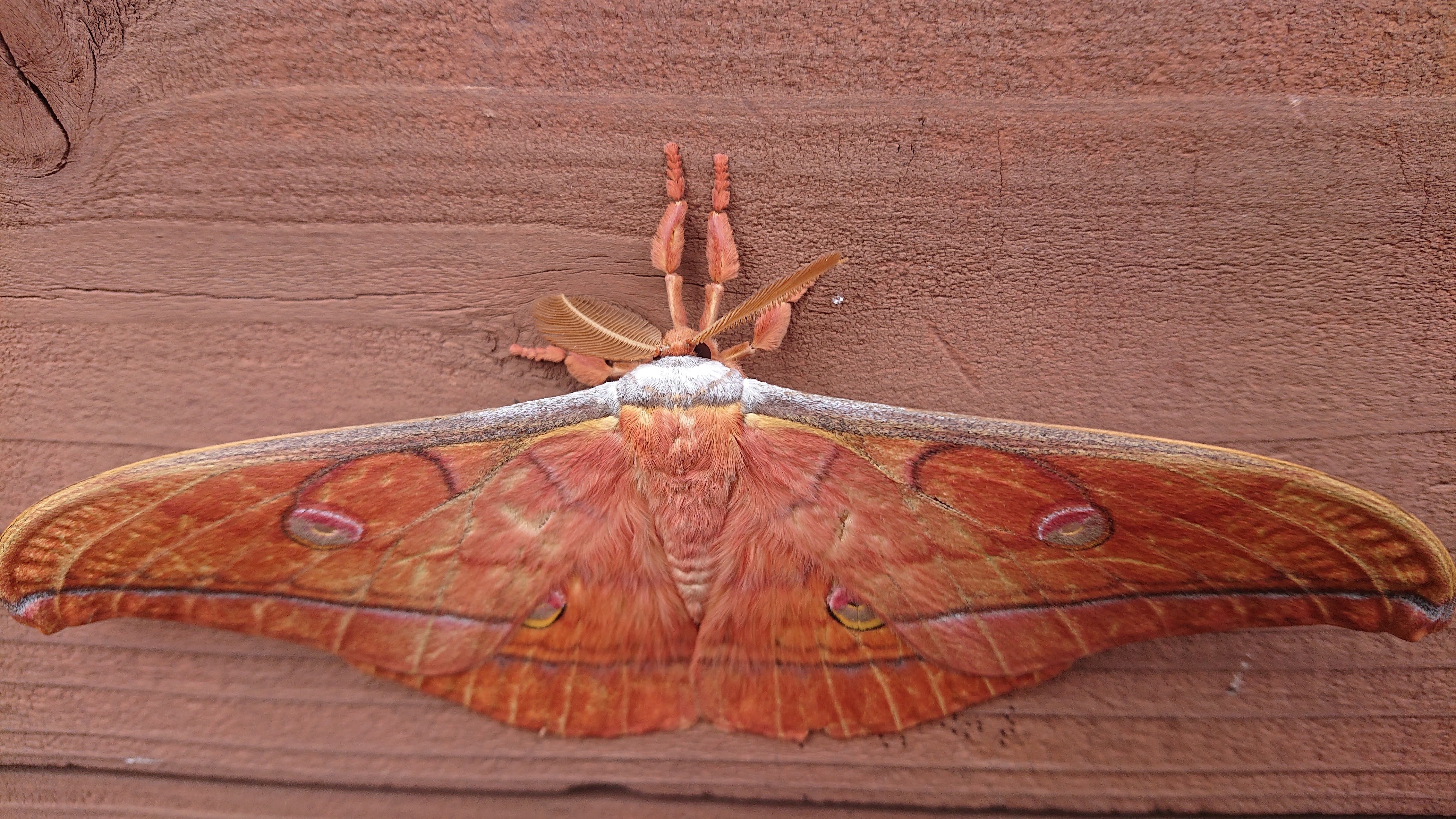 蛾の標本をketi さま専用 リボンヤママユペア クジャクヤママユのリボン（Sloe emperor moth） - みつばちの巣
