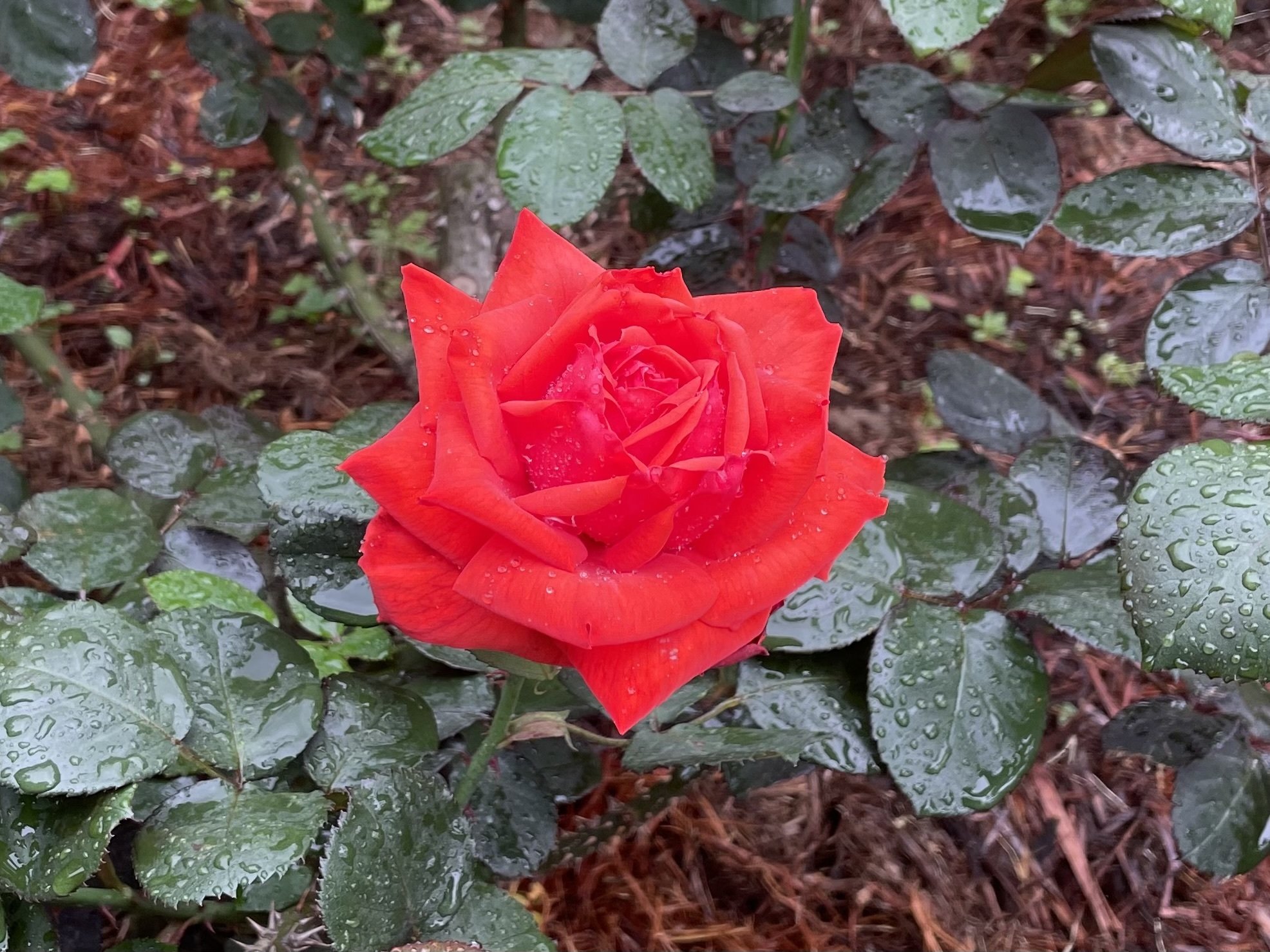 薔薇が咲いた！雨の旧古河庭園♡｜shouko