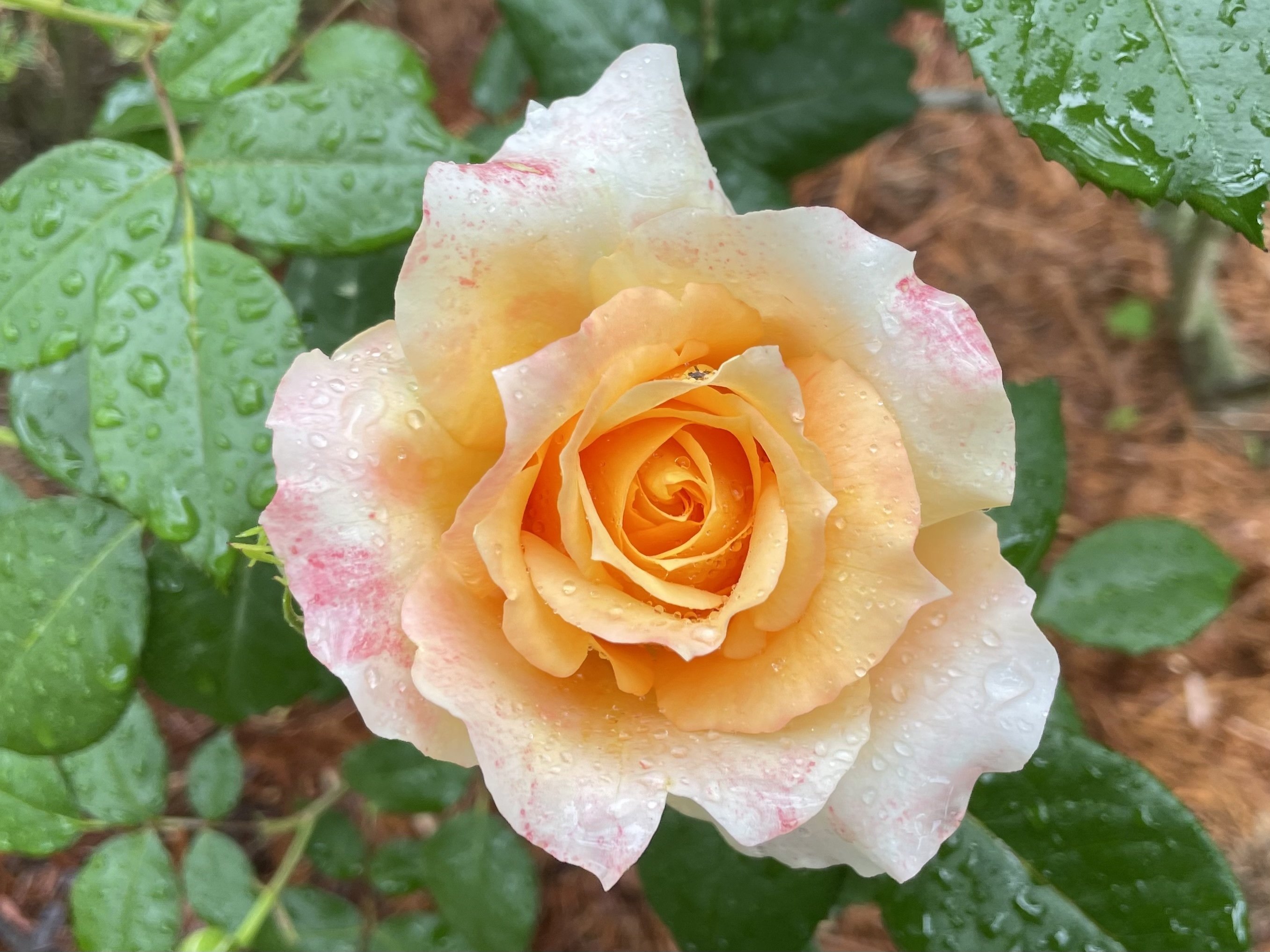 mio様向けー300 油絵/花/薔薇/バラ/旧古河庭園場/F4号 旧古河庭園の春バラ - YouTube