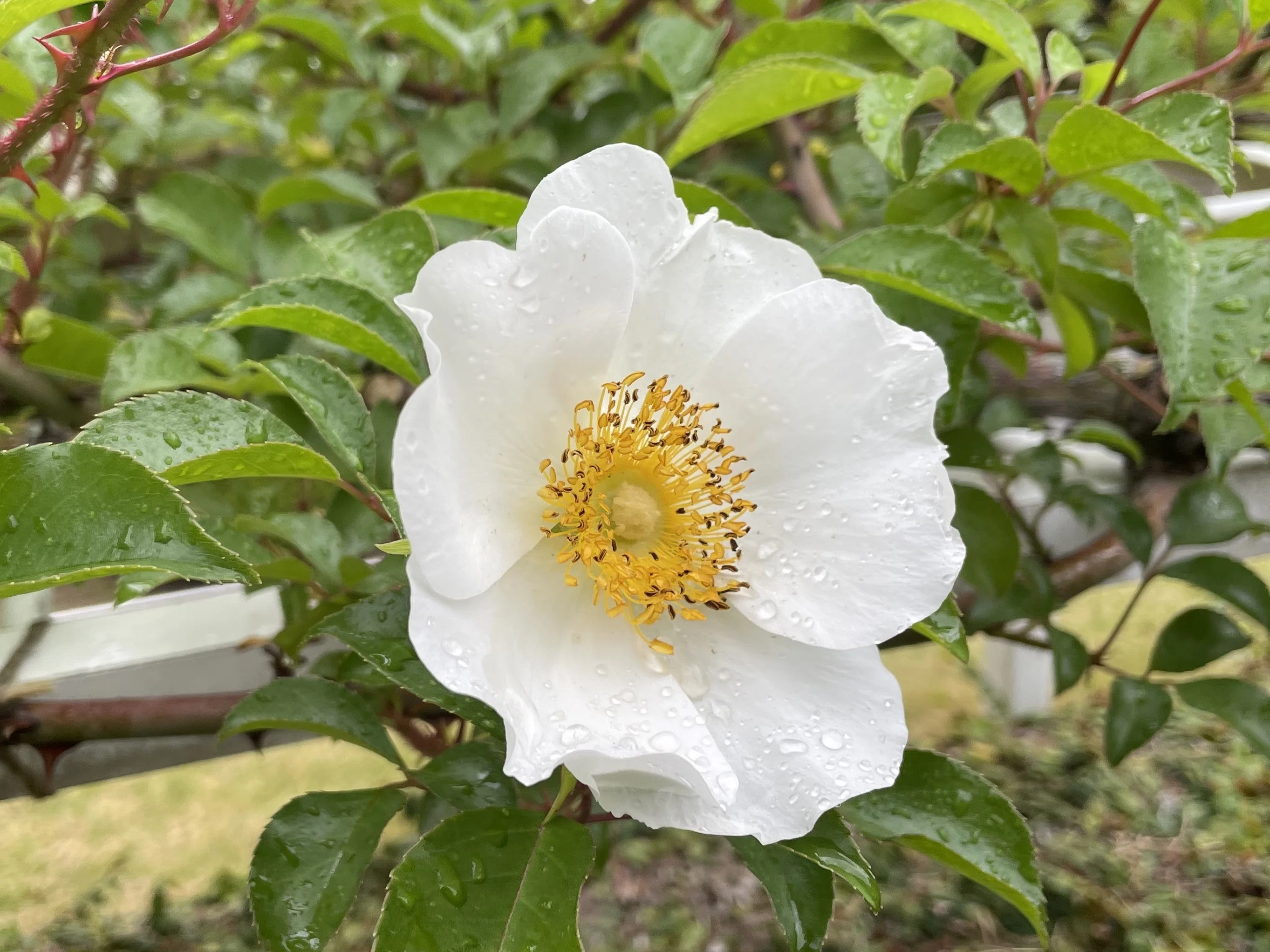 薔薇が咲いた！雨の旧古河庭園♡｜shouko
