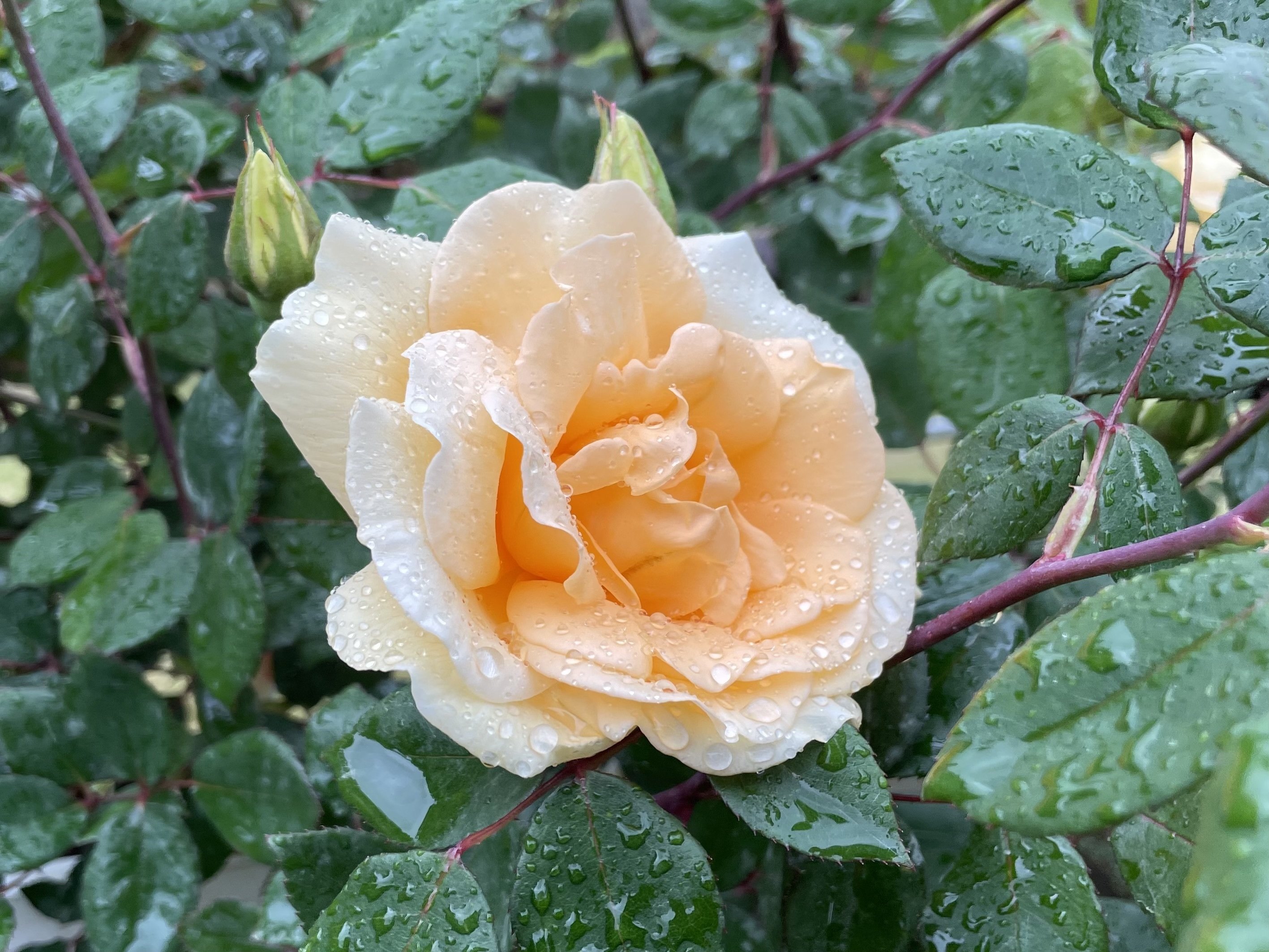 mio様向けー300 油絵/花/薔薇/バラ/旧古河庭園場/F4号 旧古河庭園 on X: 
