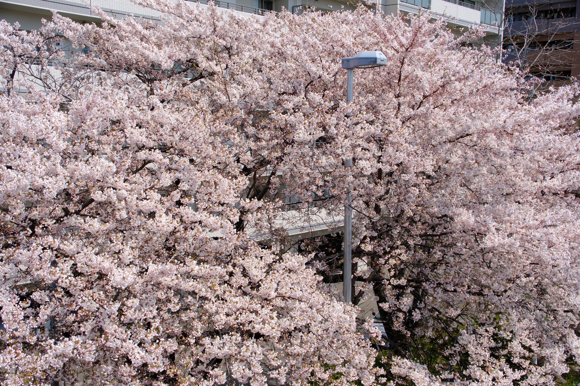 FUJIFILM X-T5】札幌、桜満開 2025年5月1日｜No.54