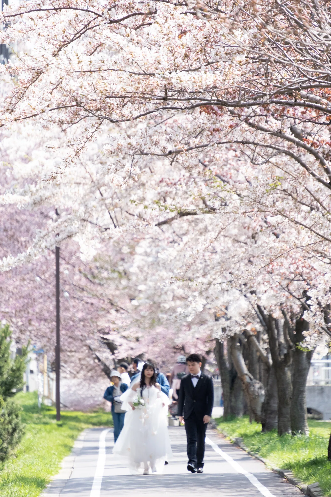 FUJIFILM X-T5】札幌、桜満開 2025年5月1日｜No.54