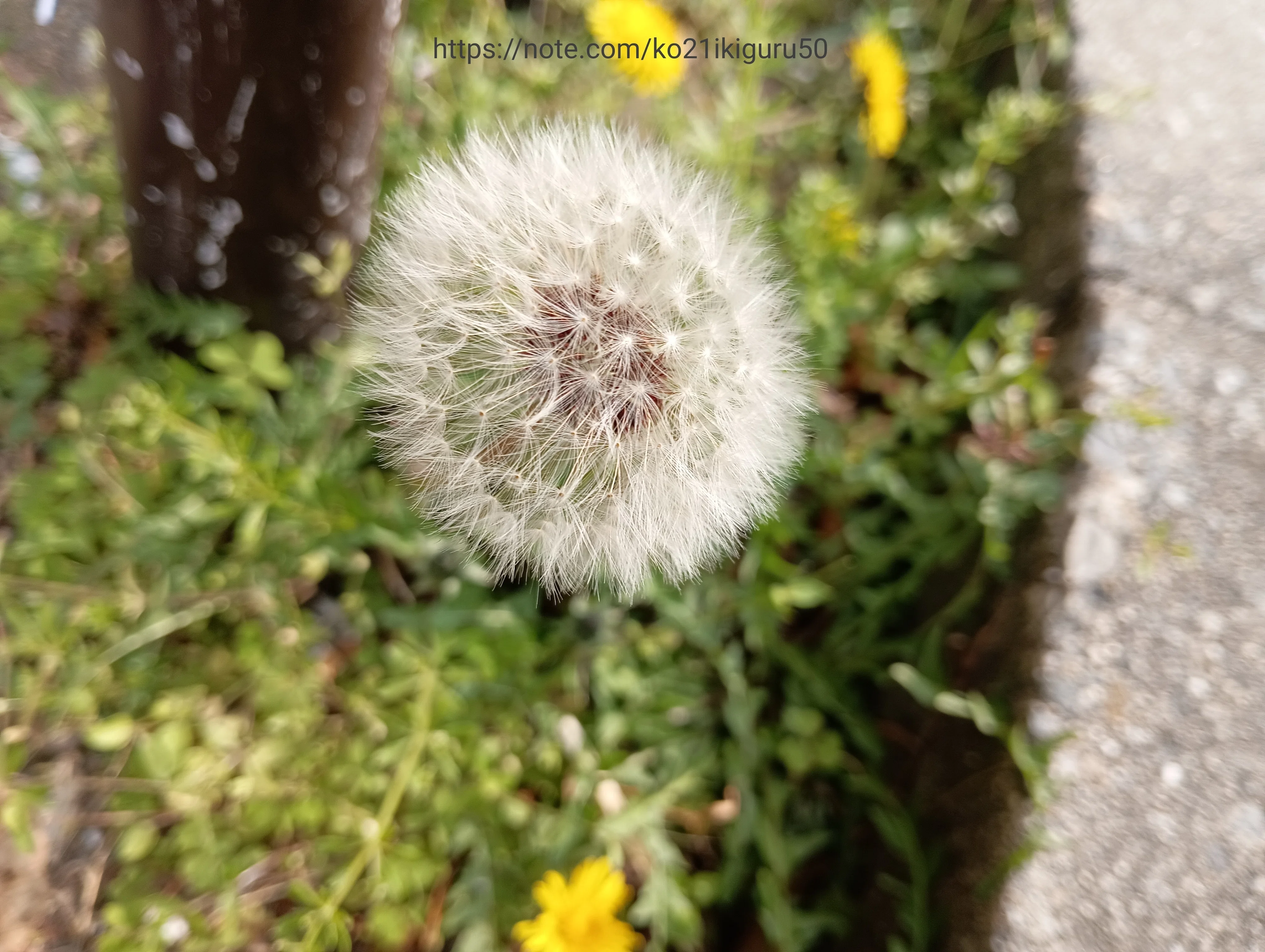 タンポポ」たくさんの「じつは……」を秘めた花｜いきものぐるり