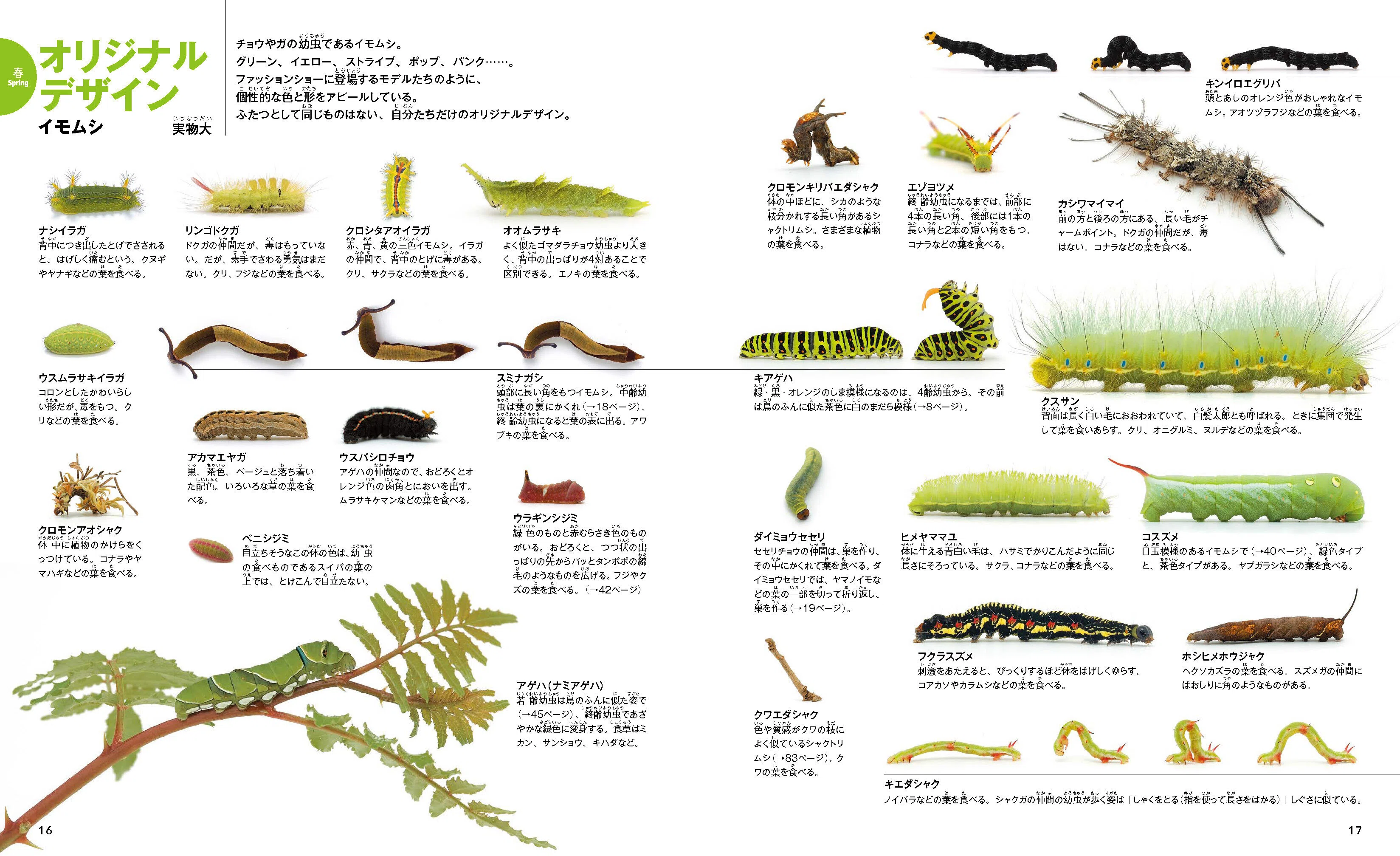 芋虫様38 春だ、イモムシを見つけよう。｜ヤマケイの本