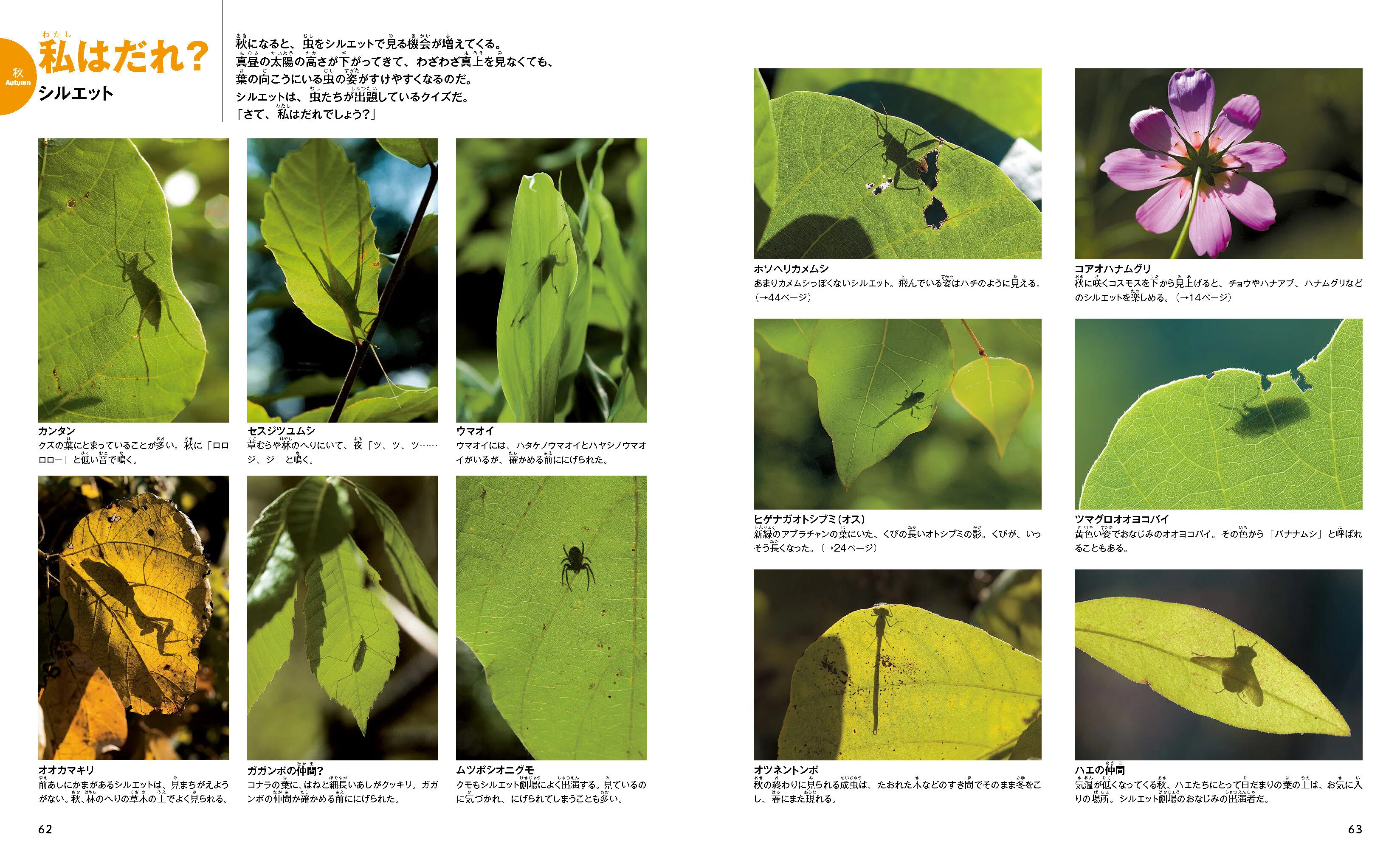 春だ、イモムシを見つけよう。｜ヤマケイの本