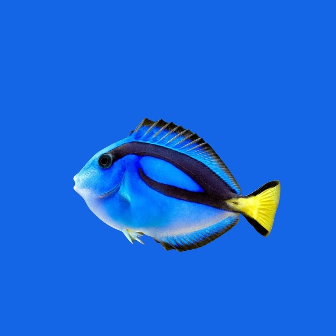 海水魚図鑑｜国内流通品種一覧・索引・検索｜AQUACRYPT -アクア