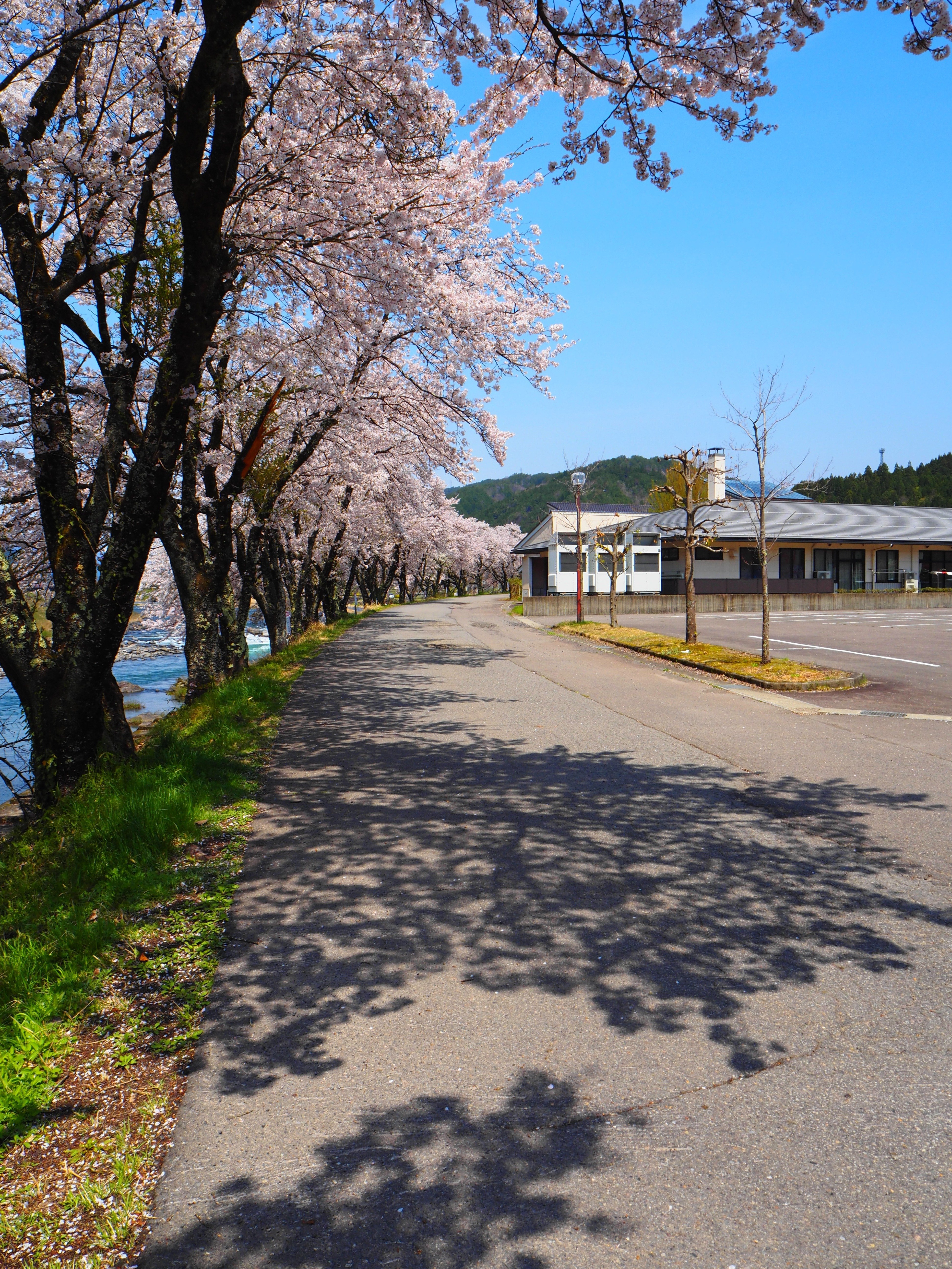 綺麗にあります。自分で取りに来てください。埼玉県ひばりヶ丘になります。 20140404 埼玉県さきたま緑道の桜 | 霊園とお墓のはなし
