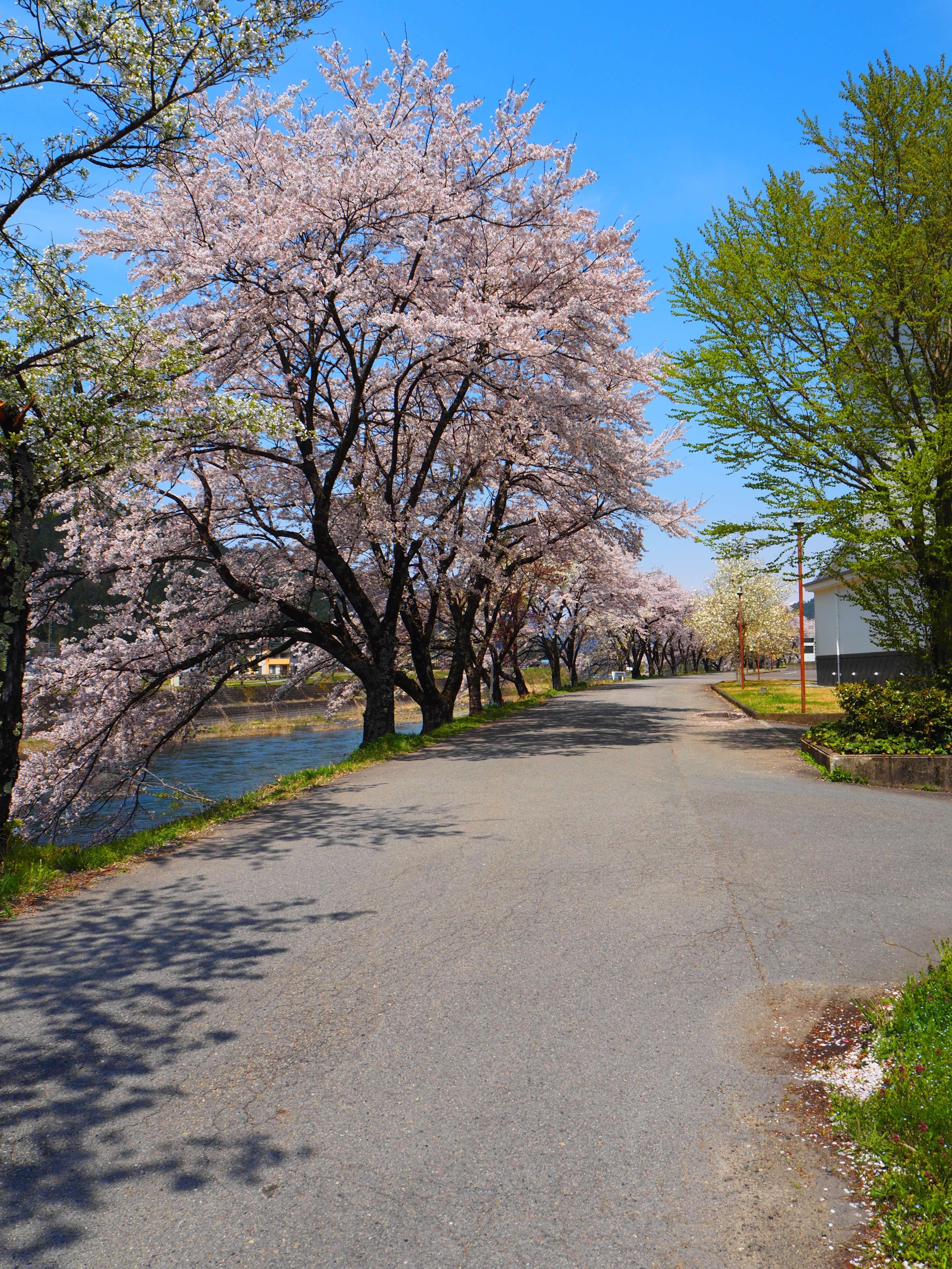 2025.04🌸郡上でふらっと立ち寄った場所🌸｜すすむ
