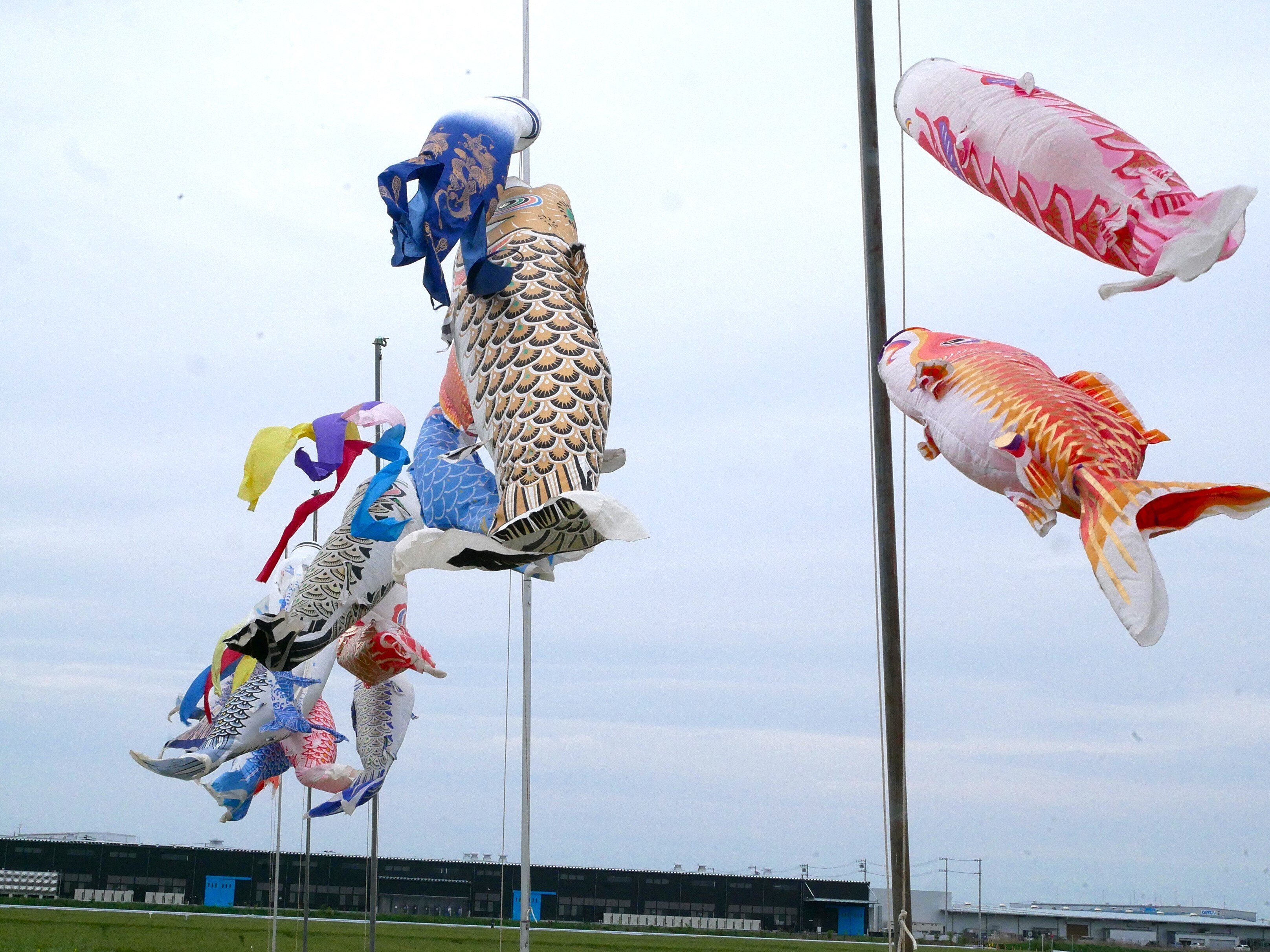 鯉幟に秘められた江戸時代の科学｜大西人形五代目・大西嘉彦