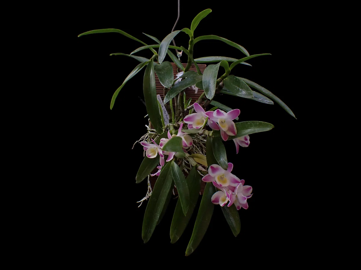 世界の野生蘭ORCHID　ATLAS VOL.4 デンドロビウム・バルボフィルム まさに板付向きの洋蘭。アフィルムが咲きました。Dendrobium aphyllum
