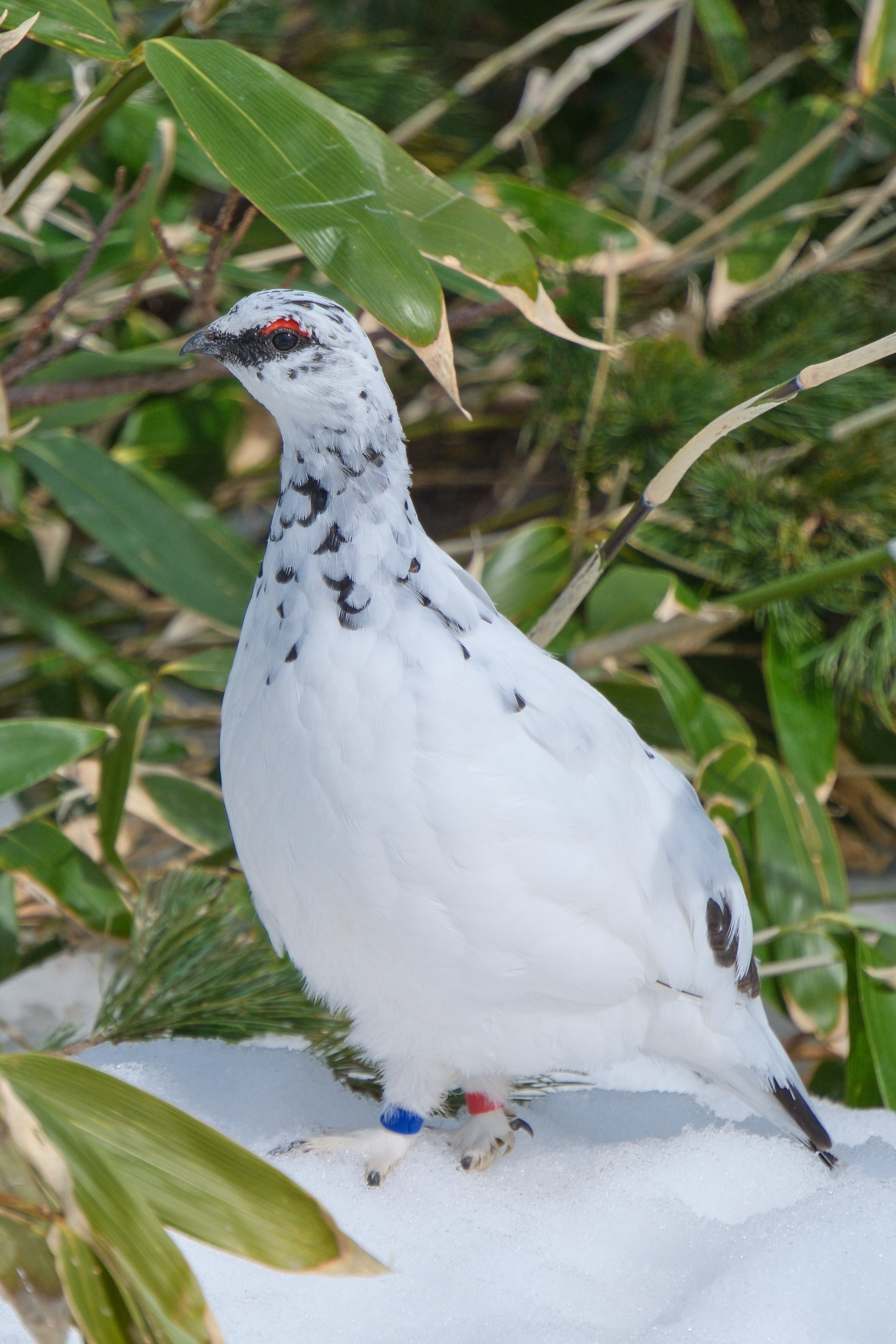 引き続き、ライチョウ写真 （X-T5 : Tamron 18-300mm）｜シェル
