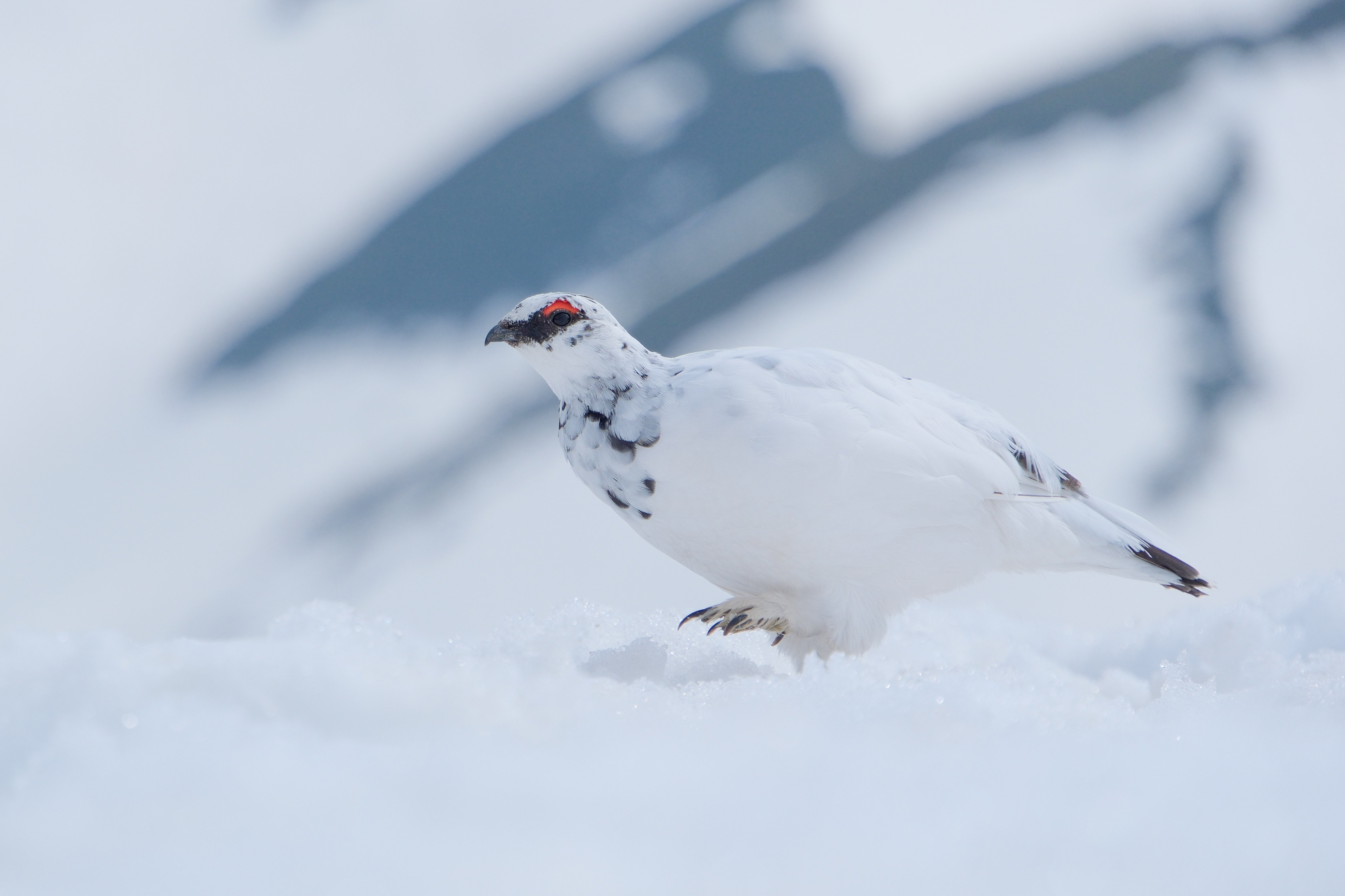 引き続き、ライチョウ写真 （X-T5 : Tamron 18-300mm）｜シェル