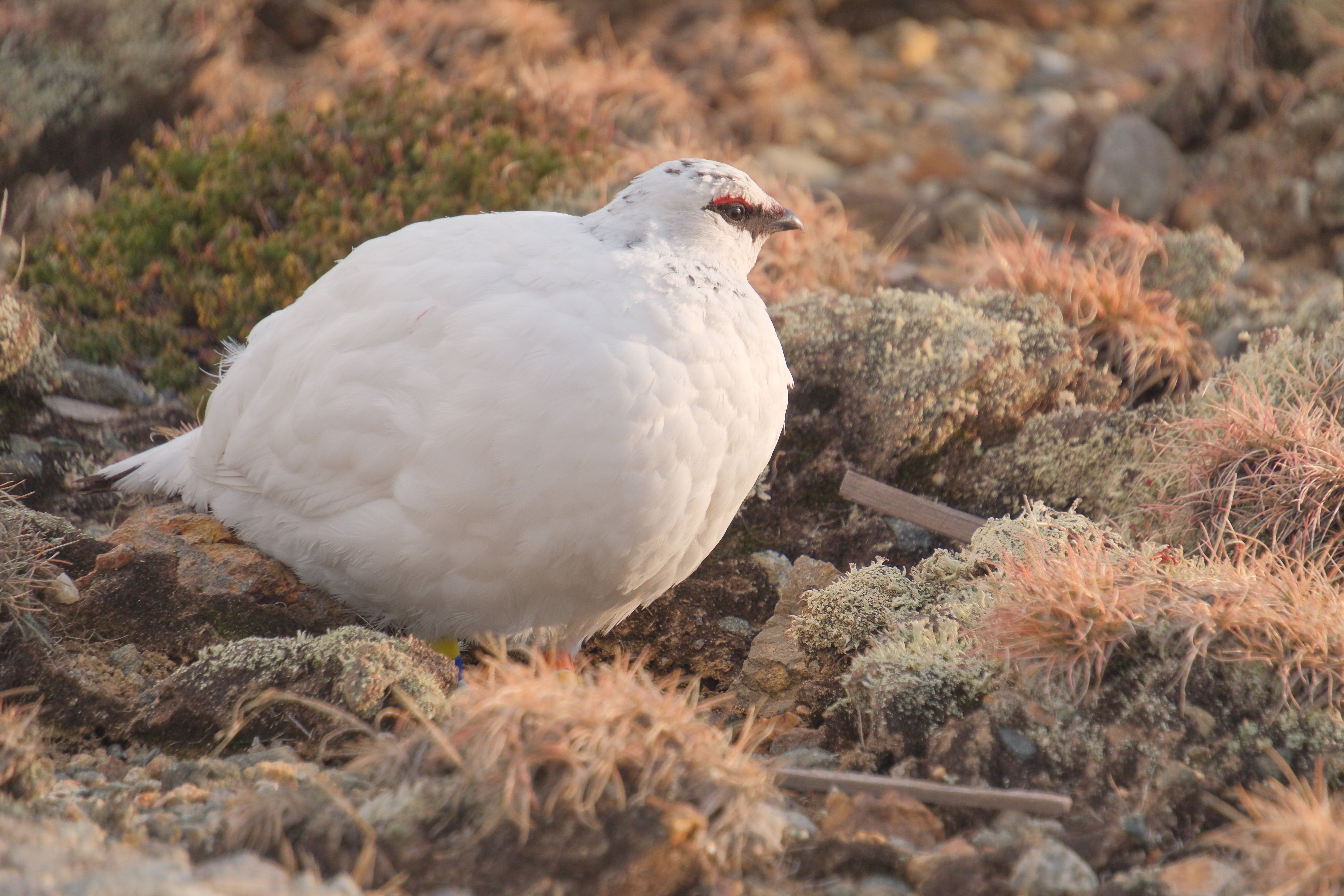 引き続き、ライチョウ写真 （X-T5 : Tamron 18-300mm）｜シェル
