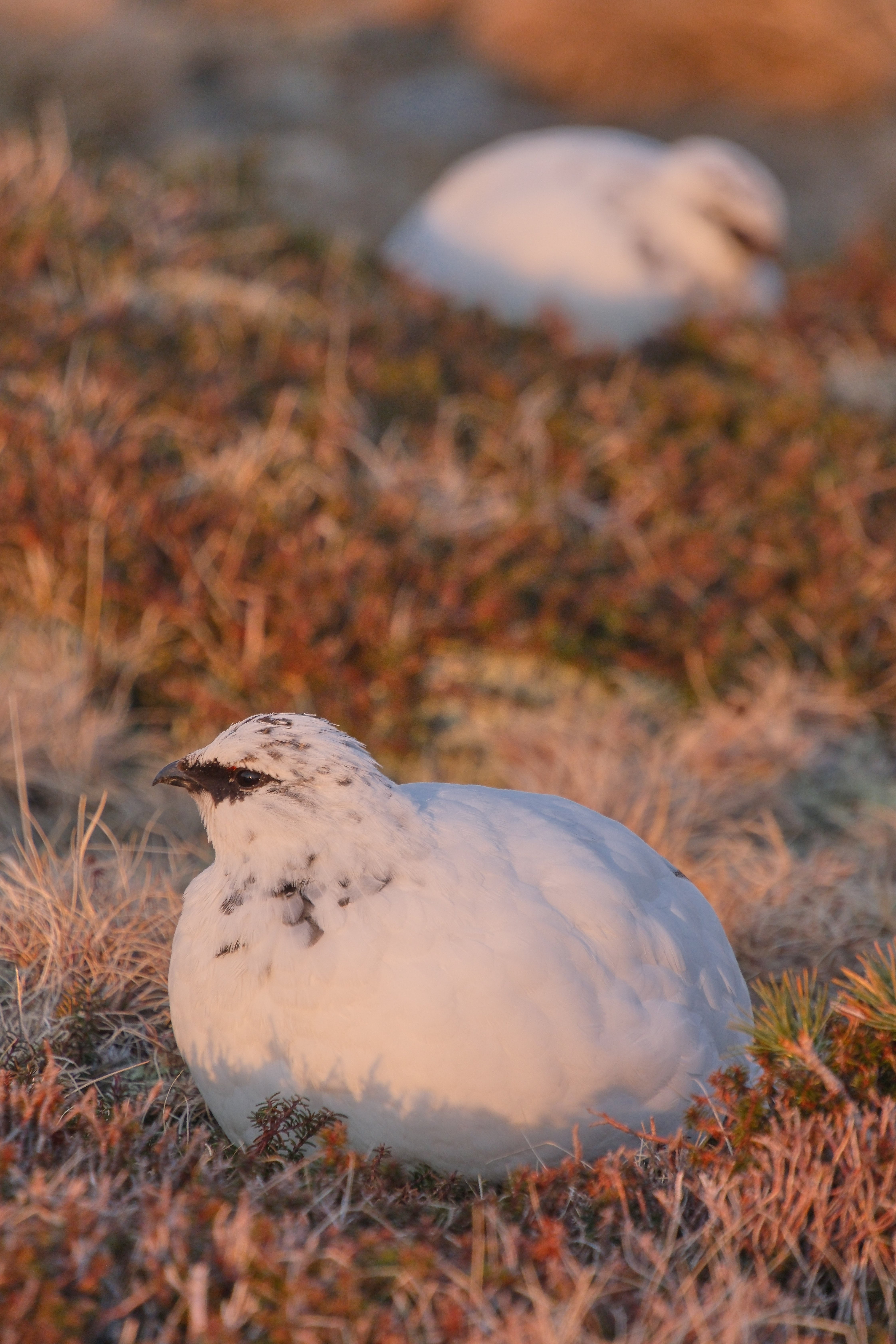 引き続き、ライチョウ写真 （X-T5 : Tamron 18-300mm）｜シェル
