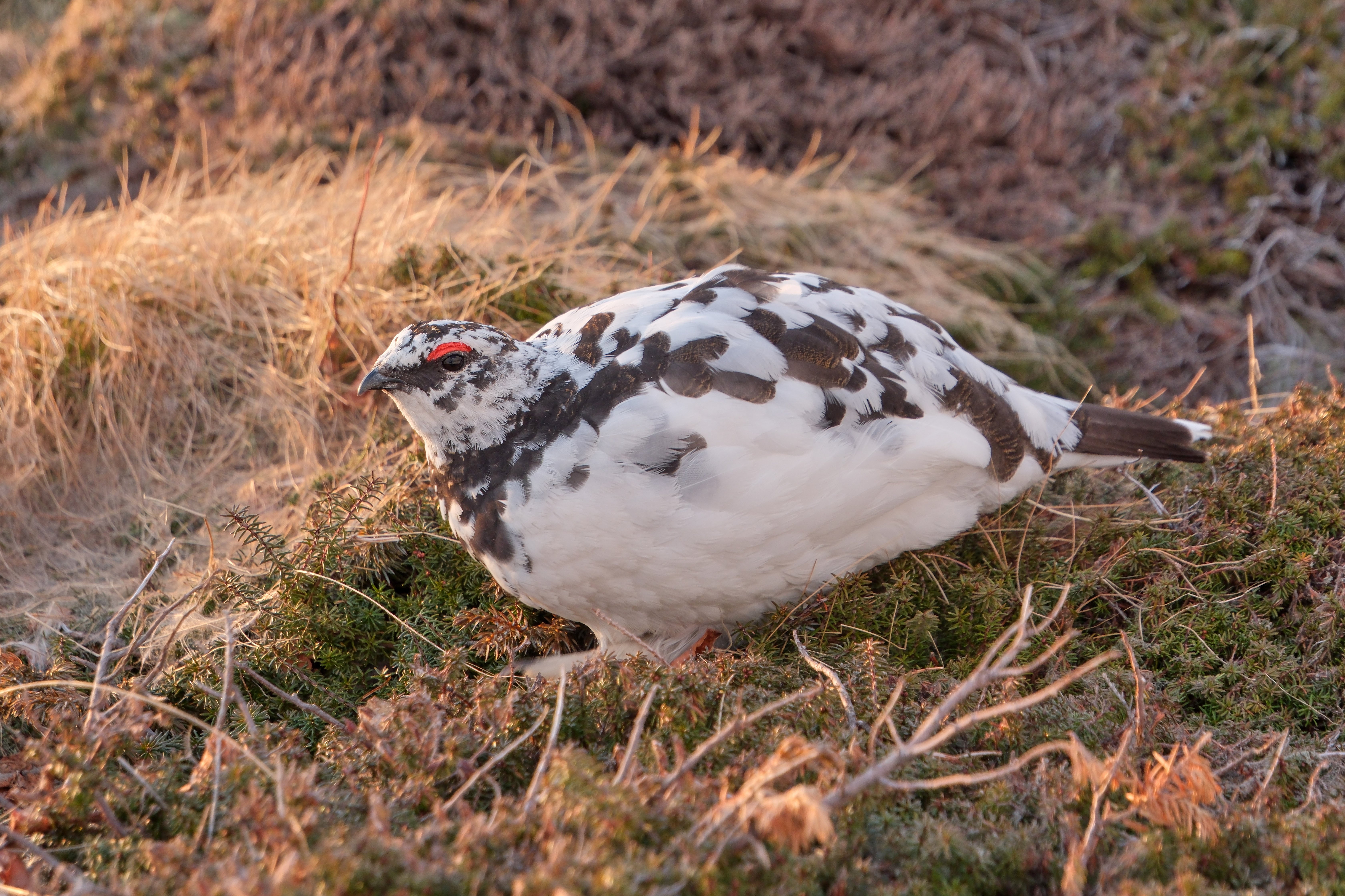 ライチョウ 引き続き、ライチョウ写真 （X-T5 : Tamron 18-300mm）｜シェル