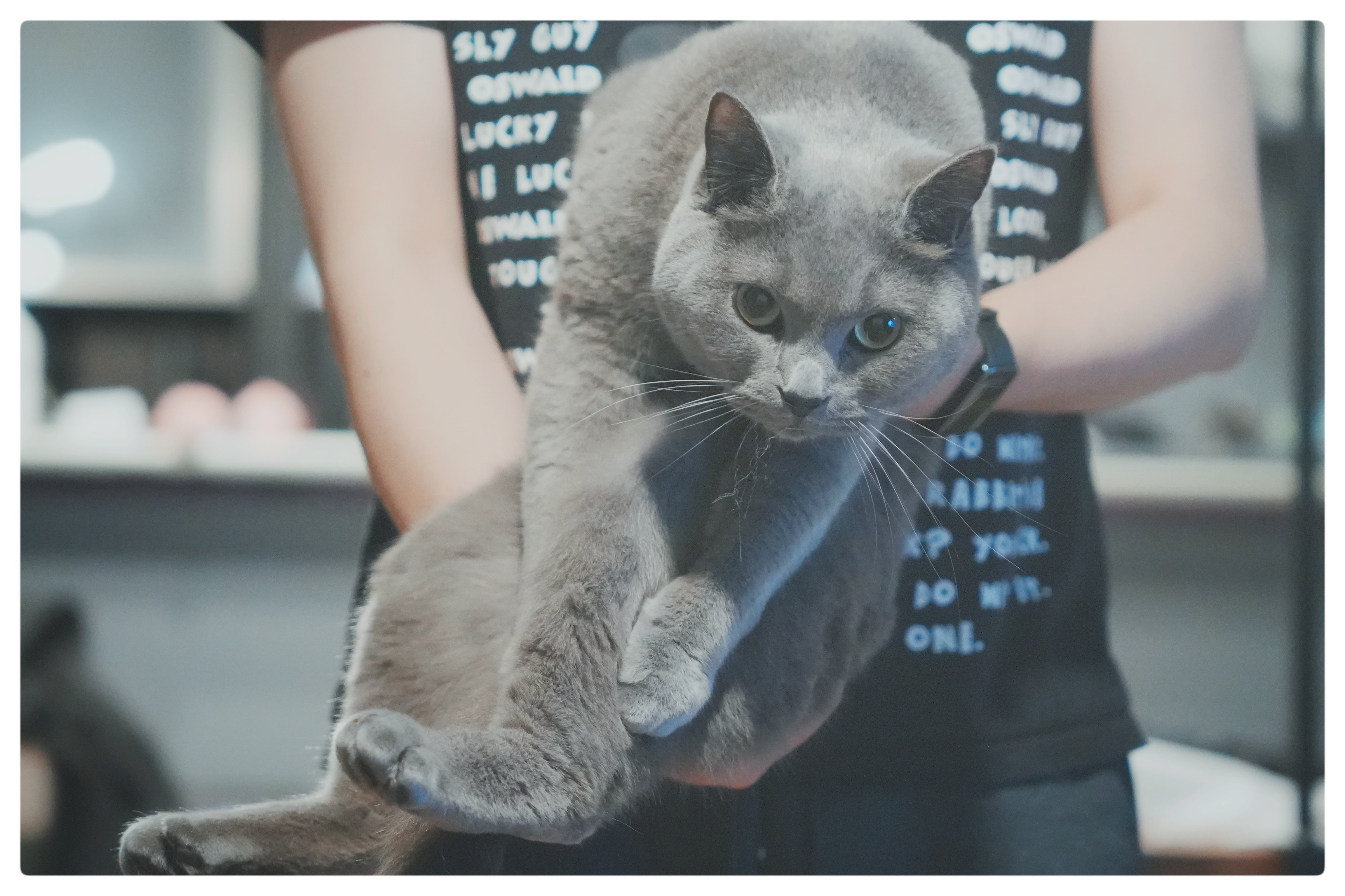 我が家の愛猫紹介 あまぐり君編｜さばかわ | 育児と社内SEと猫と