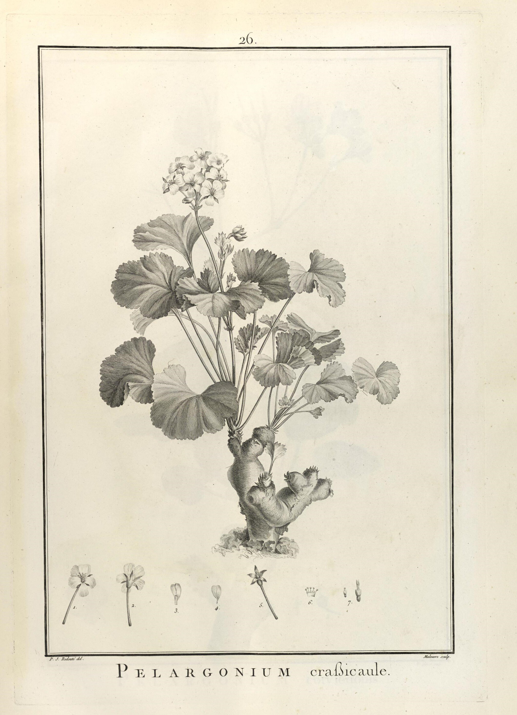 202 ペラルゴニウム　ミラビレ Pelargonium mirabile　検(パキポディウム グラキリス 塊根　パキプス 5⁄17輸入 J051 花目あり ペラルゴニウム ミラビレPelargonium Mirabile