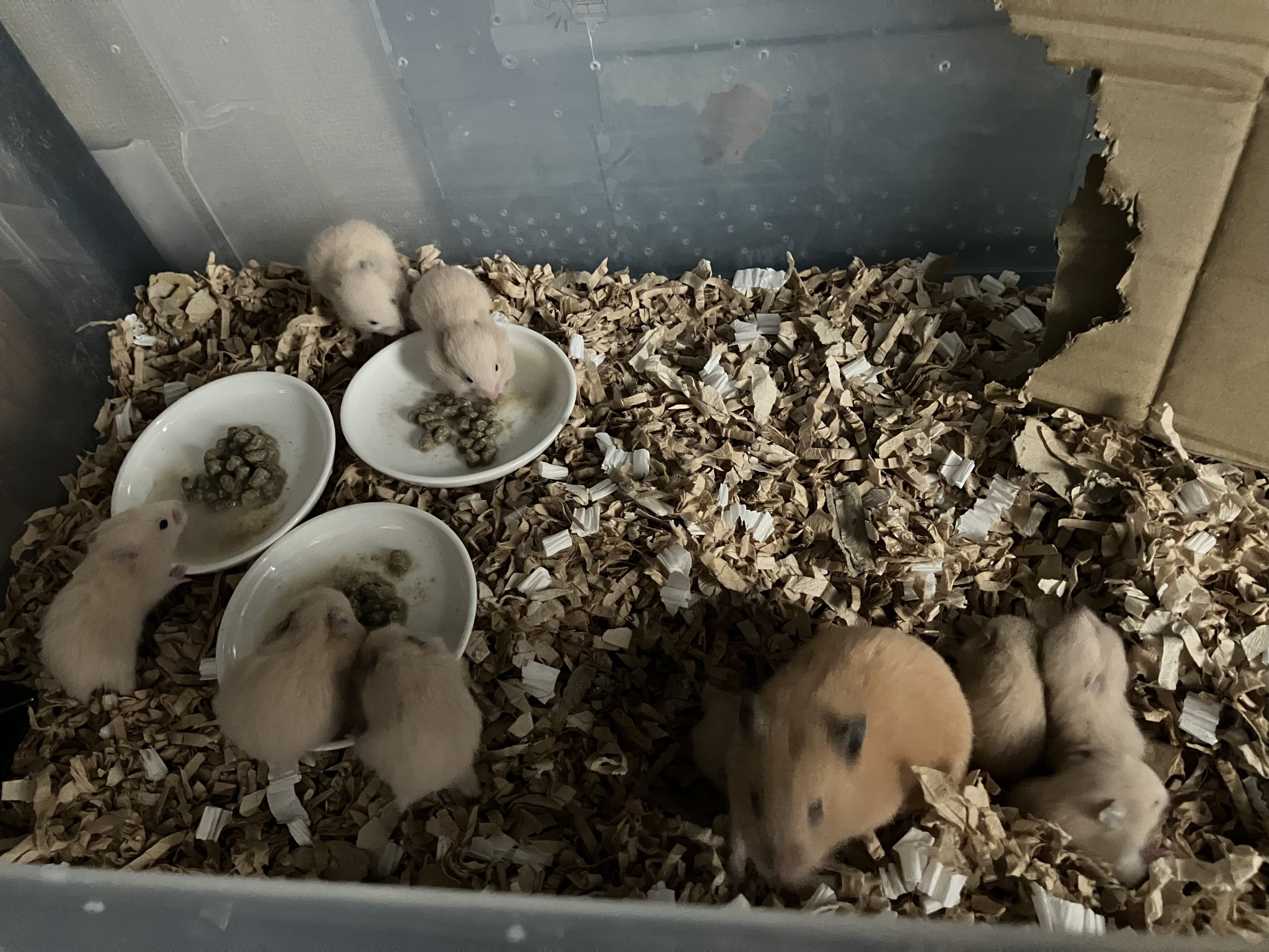 ハムスターの里親、赤ちゃん全員お迎えいただけそうです。更新終了