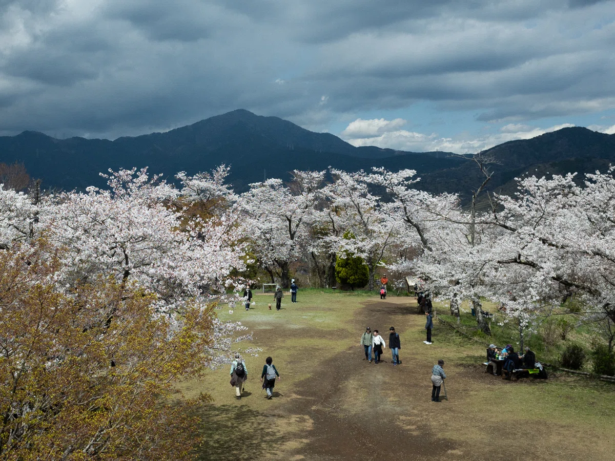 満開の桜と丹沢の絶景を楽しむ春の低山ハイキング【弘法山〜吾妻山