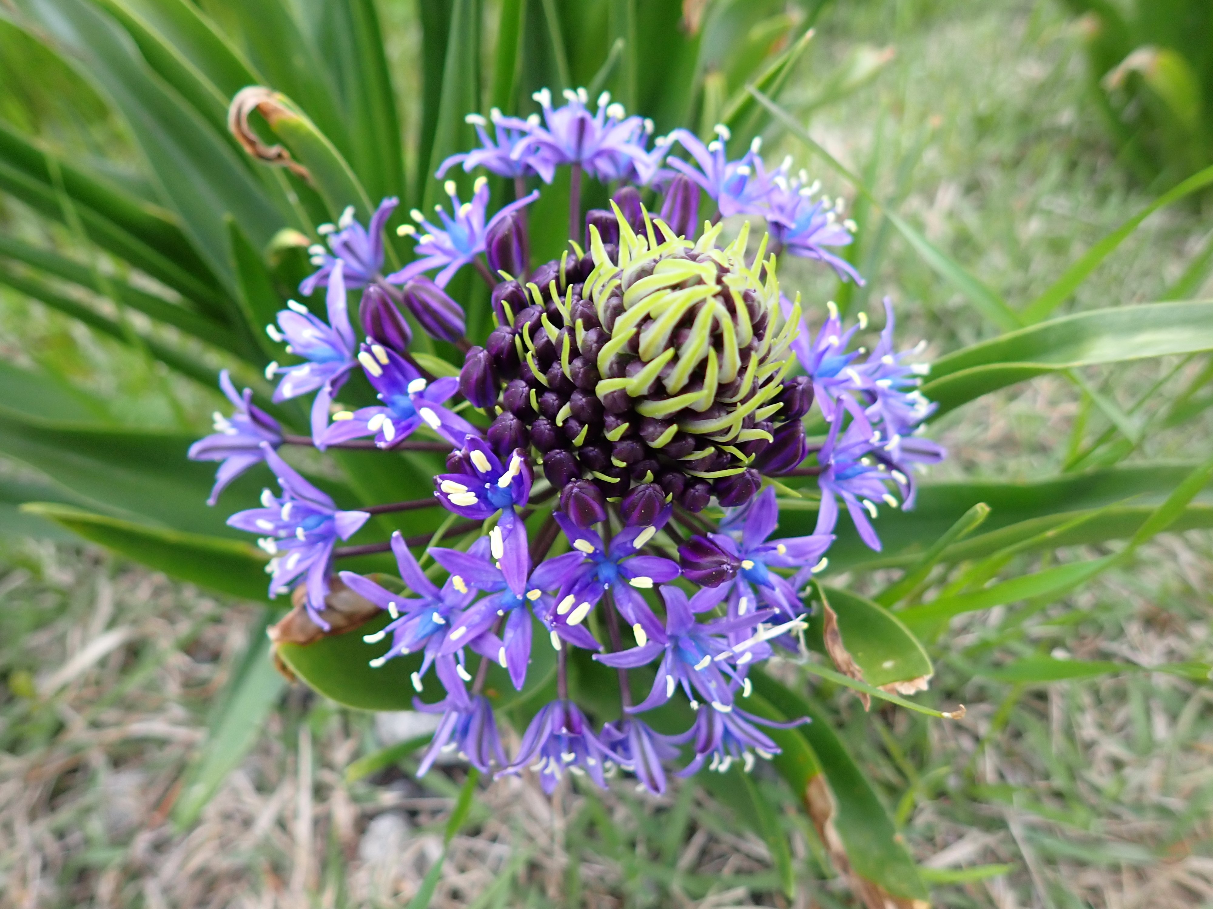 シラー・ペルビアナ（オオツルボ）｜マンガン