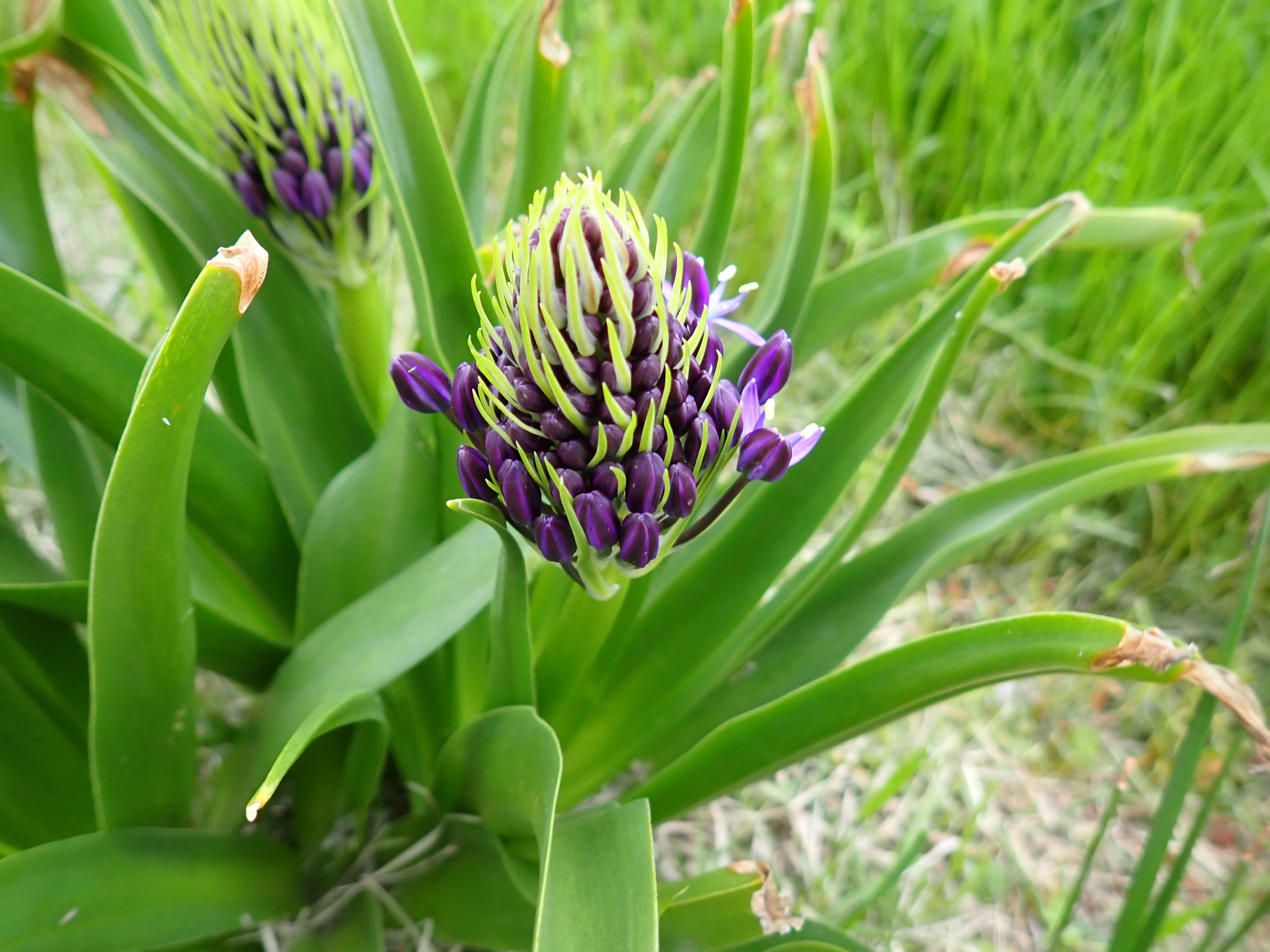 シラー・ペルビアナ（オオツルボ）｜マンガン