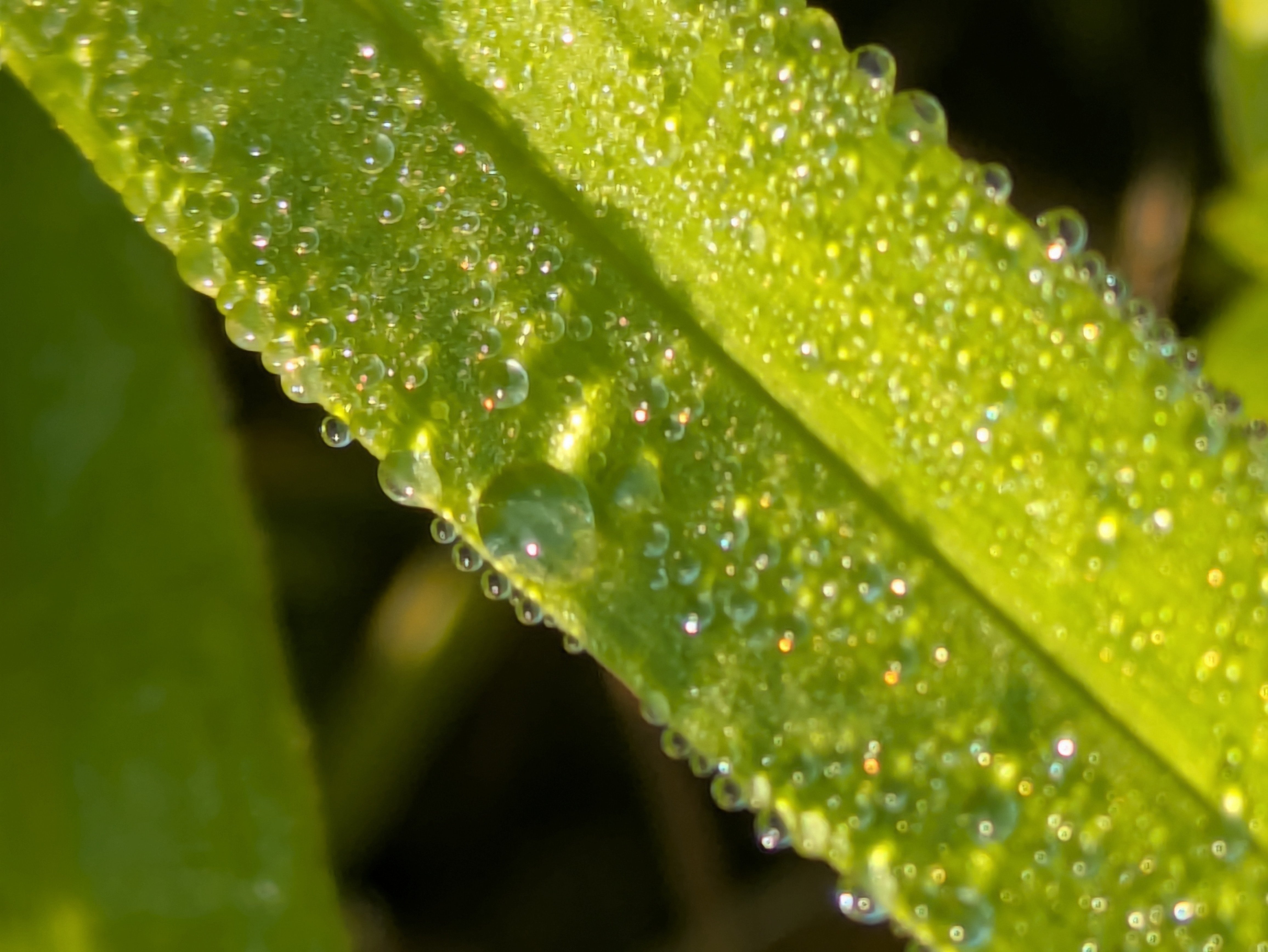 今朝の水滴⑦｜ichiro70