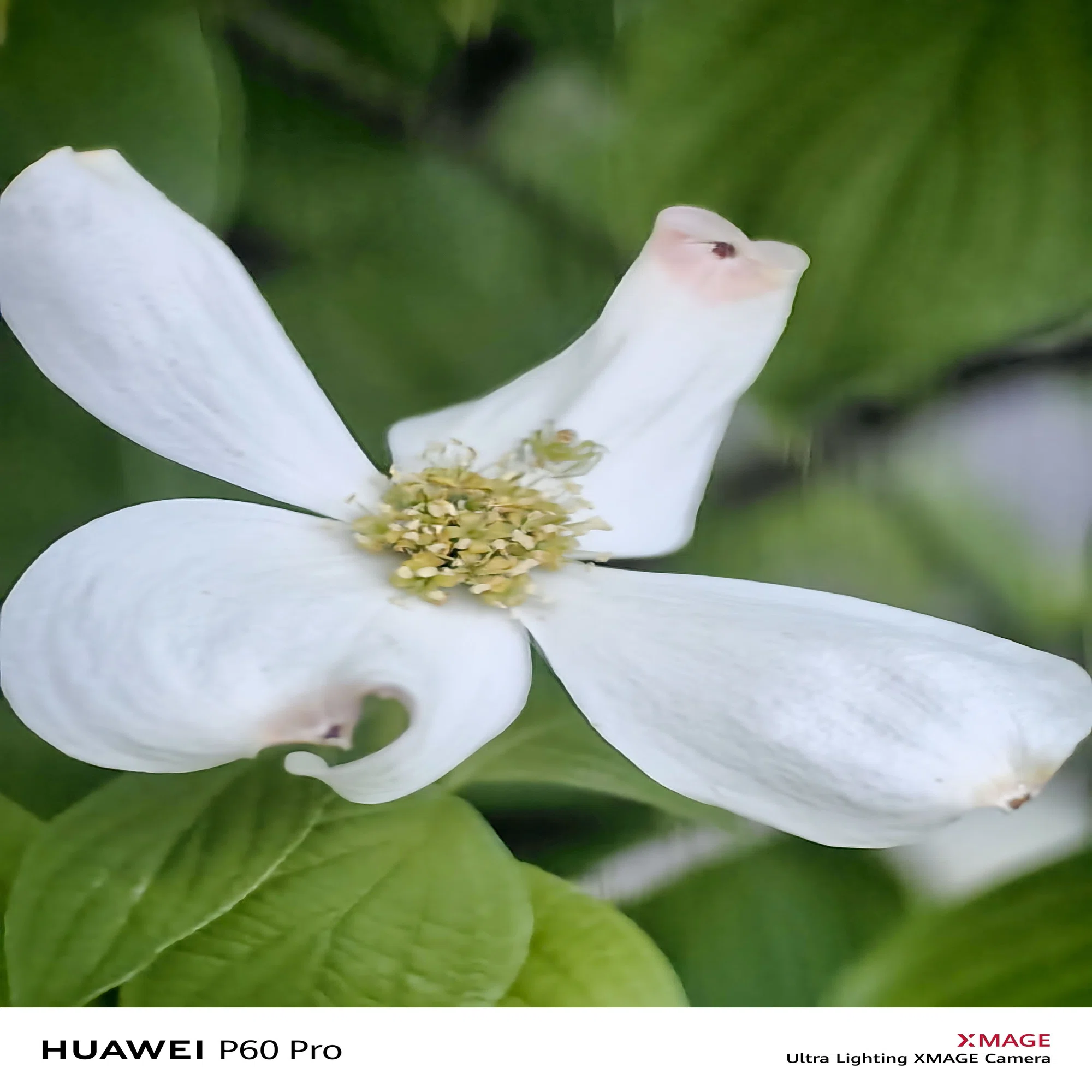 夜景最強スマホHUAWEI P60Pro｜津工業高等学校電子研究部
