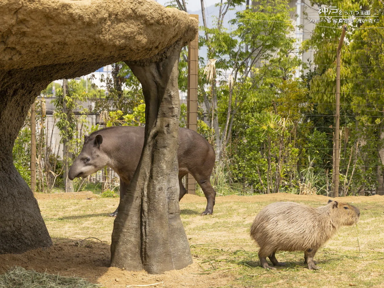 Completed this spring! A masterpiece! Capybaras too. Kobe Animal