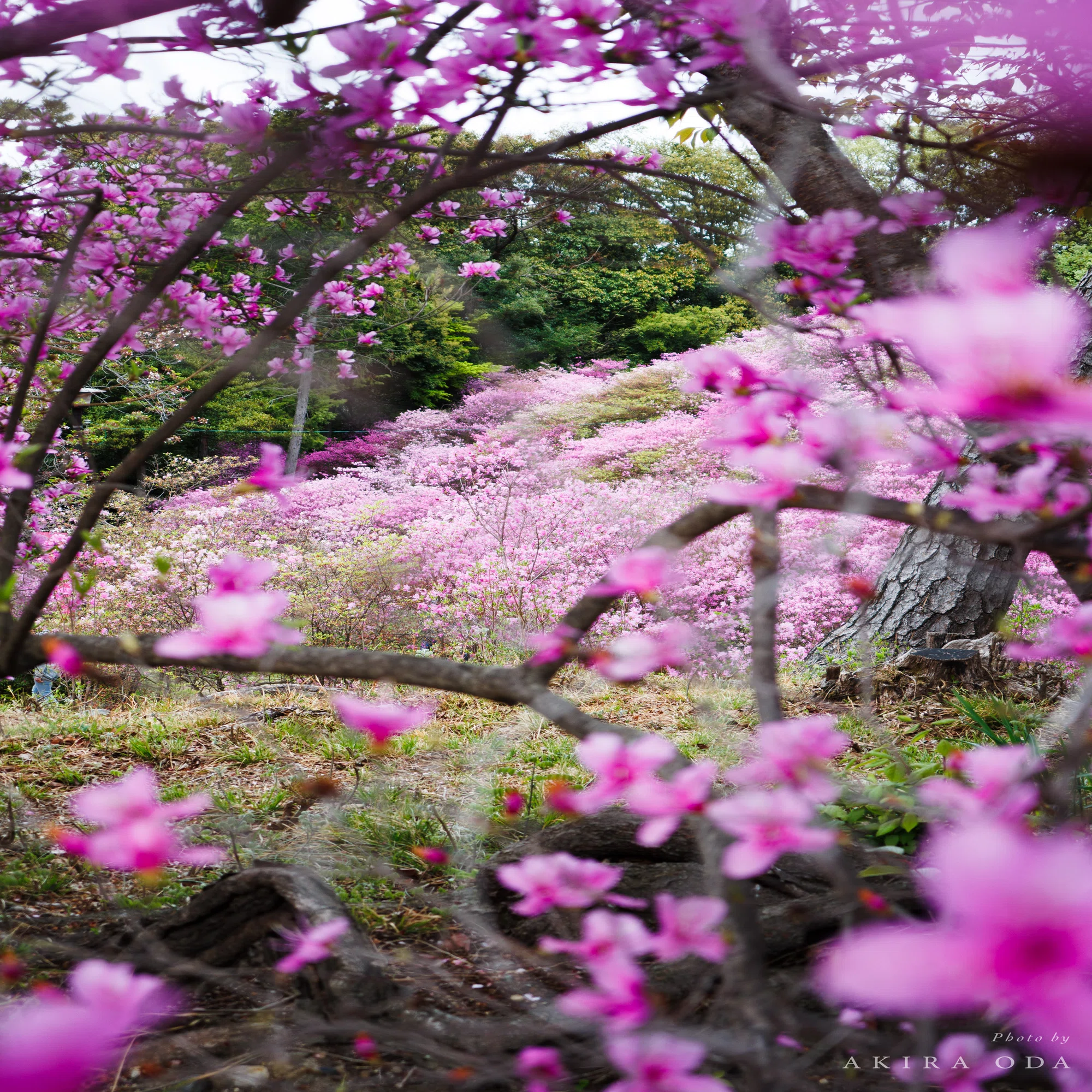 Canon PowerShot V1で撮った写真と動画を見てくれ！｜Aki くらし 