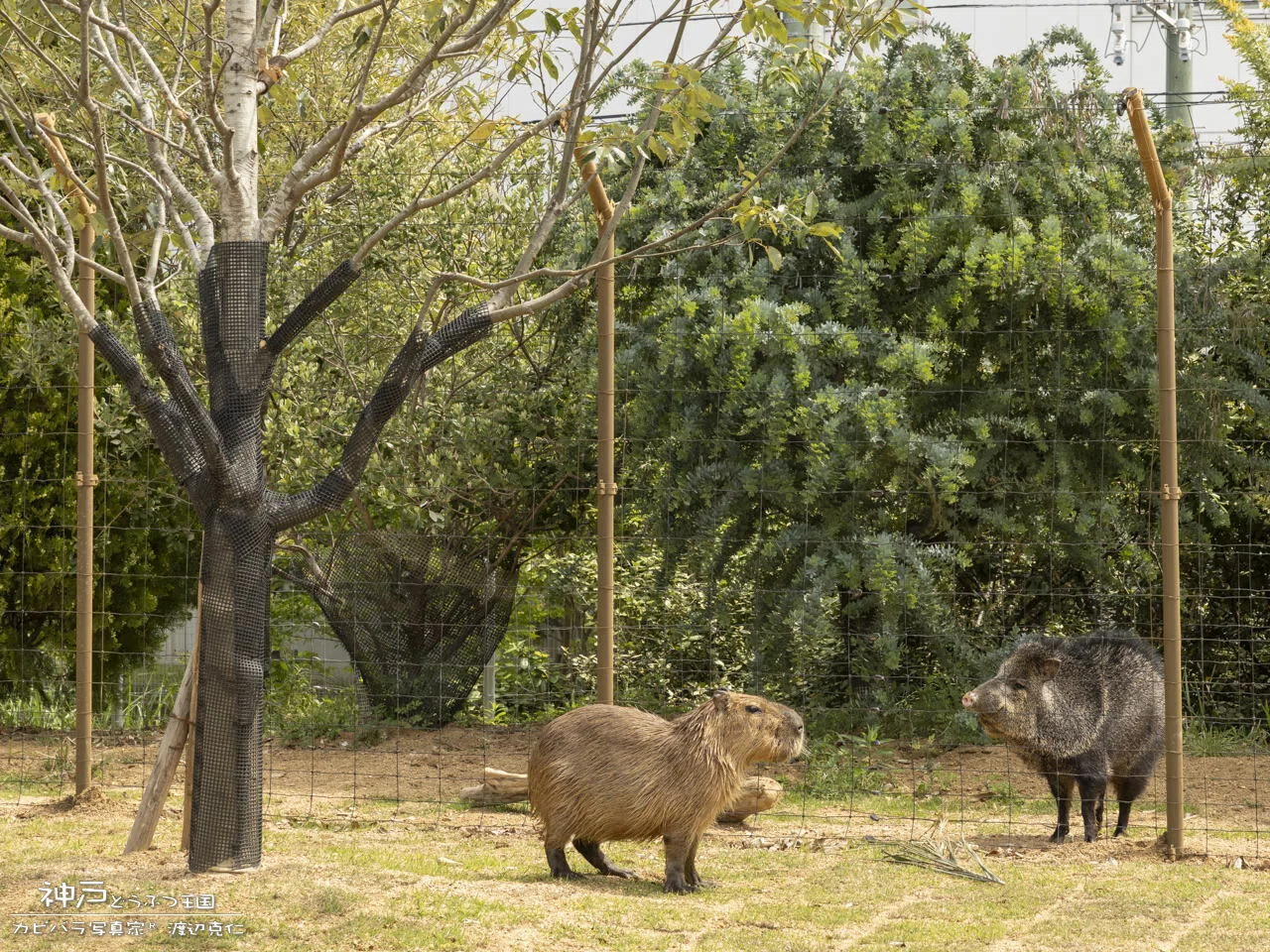 Completed this spring! A masterpiece! Capybaras too. Kobe Animal