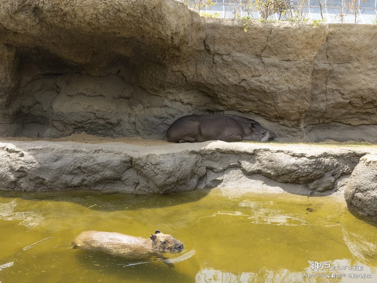 Completed this spring! A masterpiece! Capybaras too. Kobe Animal