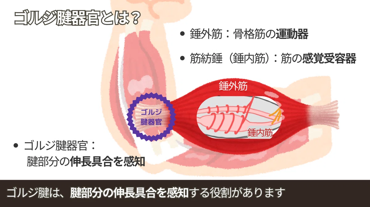 ゴルジ腱器官とは?働きをわかりやすく解説!|スキマ時間のリハビリ学