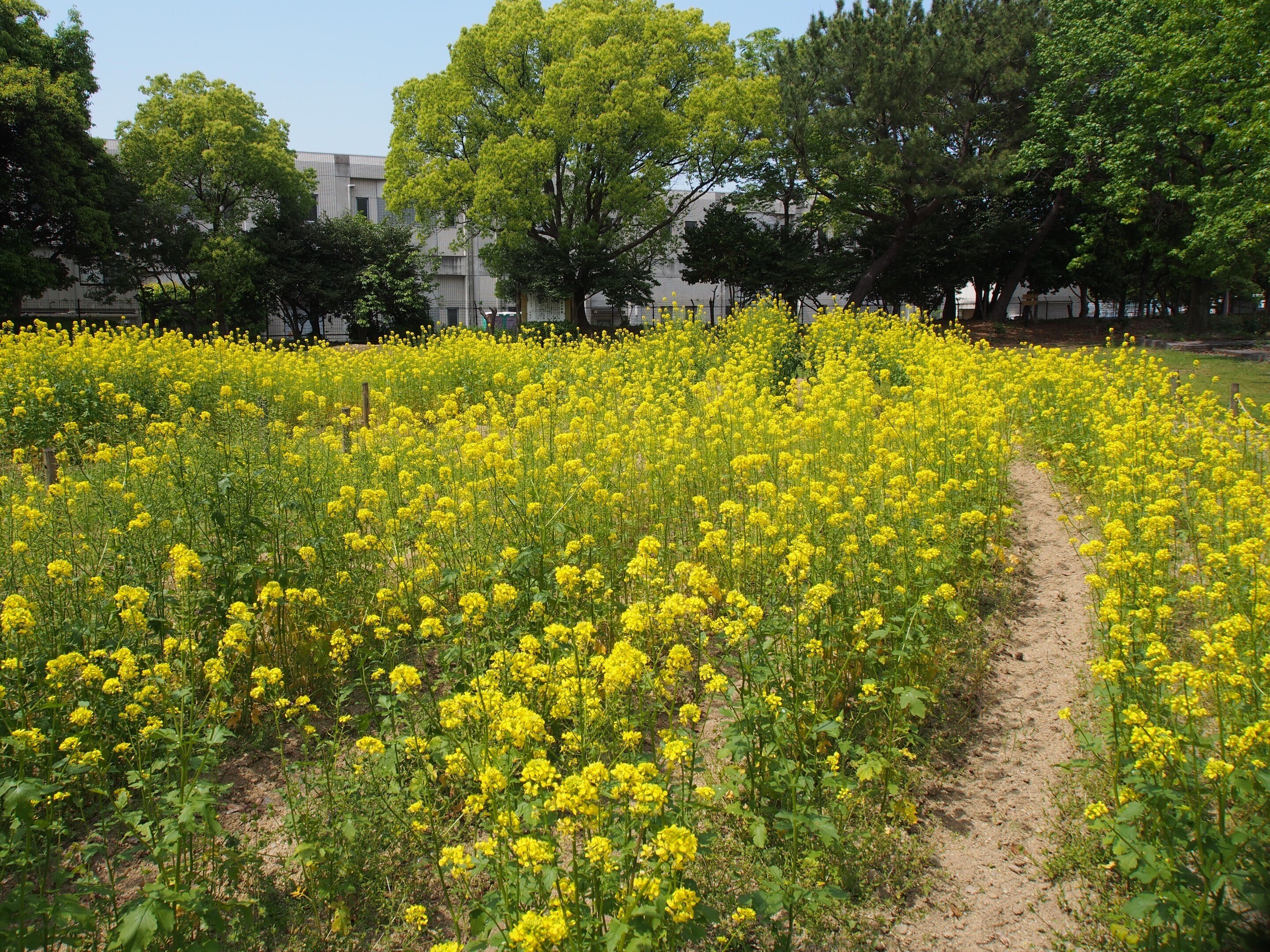 菜の花 ikura | ☆ 脚付木箱寄せ植え🌱🥢✨ 寄せ植えするのに丁度いい