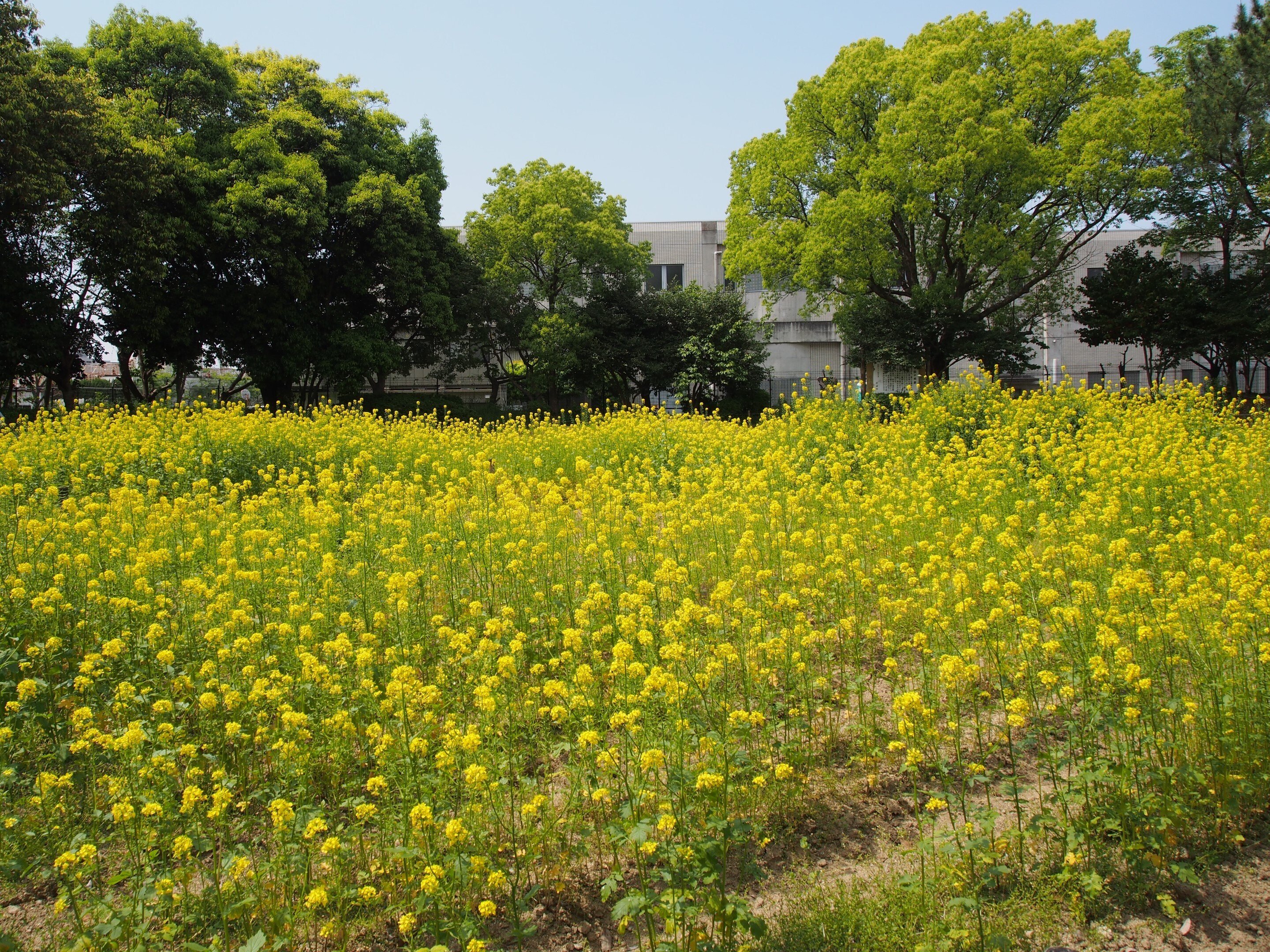 菜の花 尼崎市農業公園2025年5月1日【菜の花,バラ】｜レタス