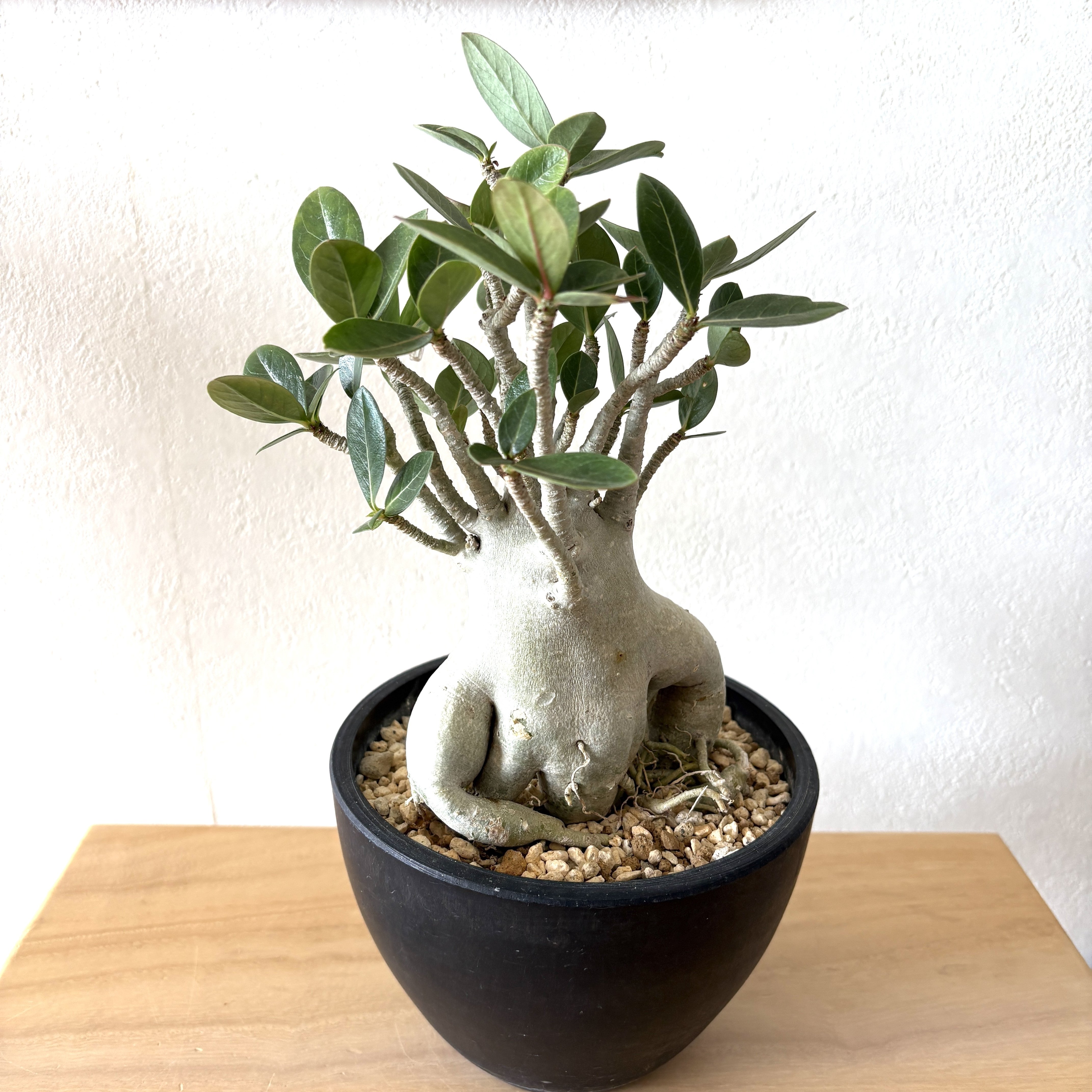 塊根の鉢は大きさに合わせてオーダーする｜ドラゴン・スー