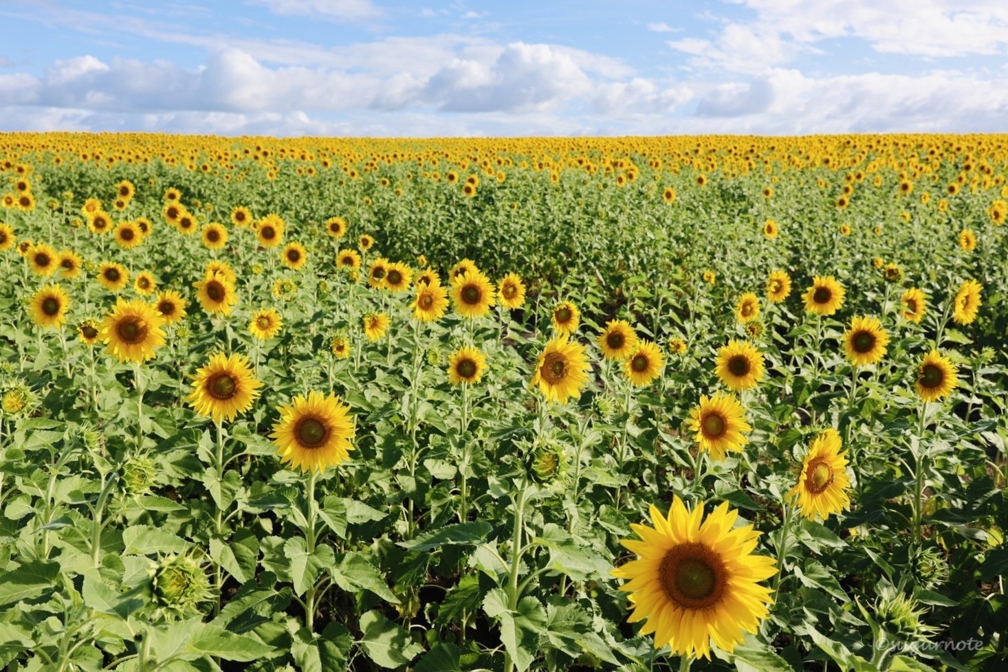 クイーンズランド州】 2025年 カラバー・サンフラワーフェスティバル