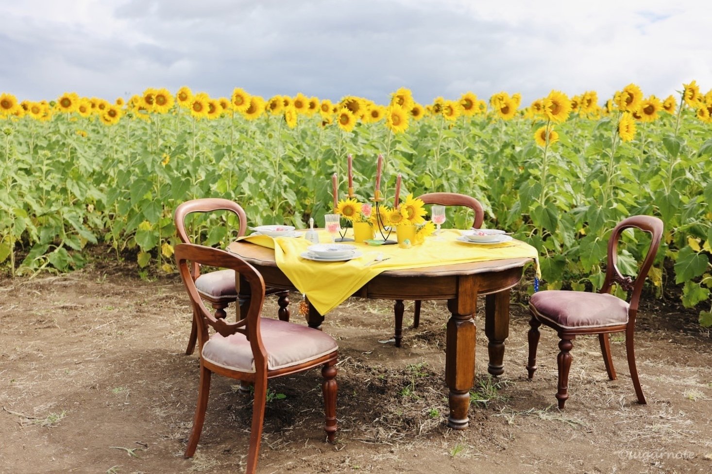 クイーンズランド州】 2025年 カラバー・サンフラワーフェスティバル