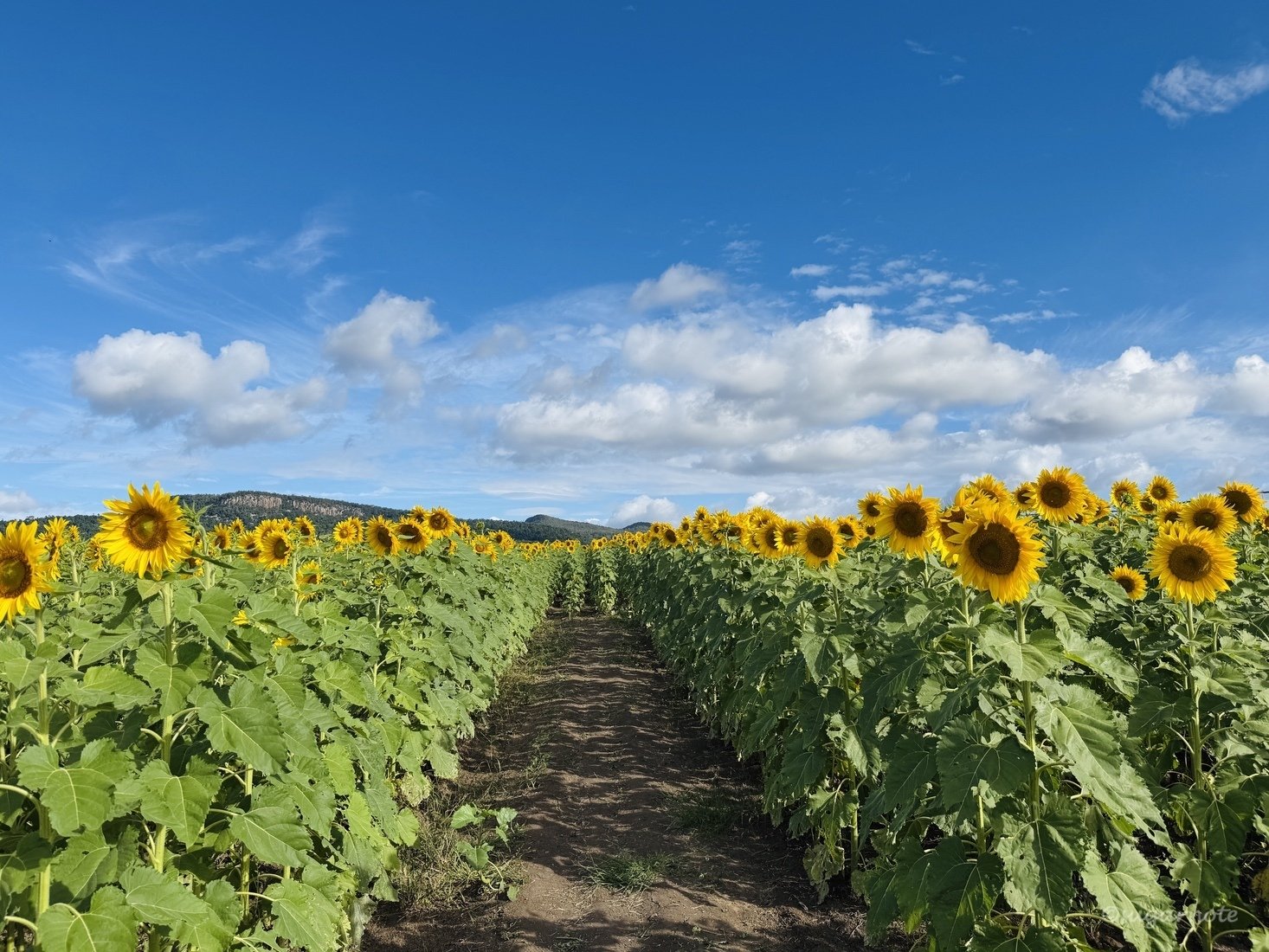 クイーンズランド州】 2025年 カラバー・サンフラワーフェスティバル