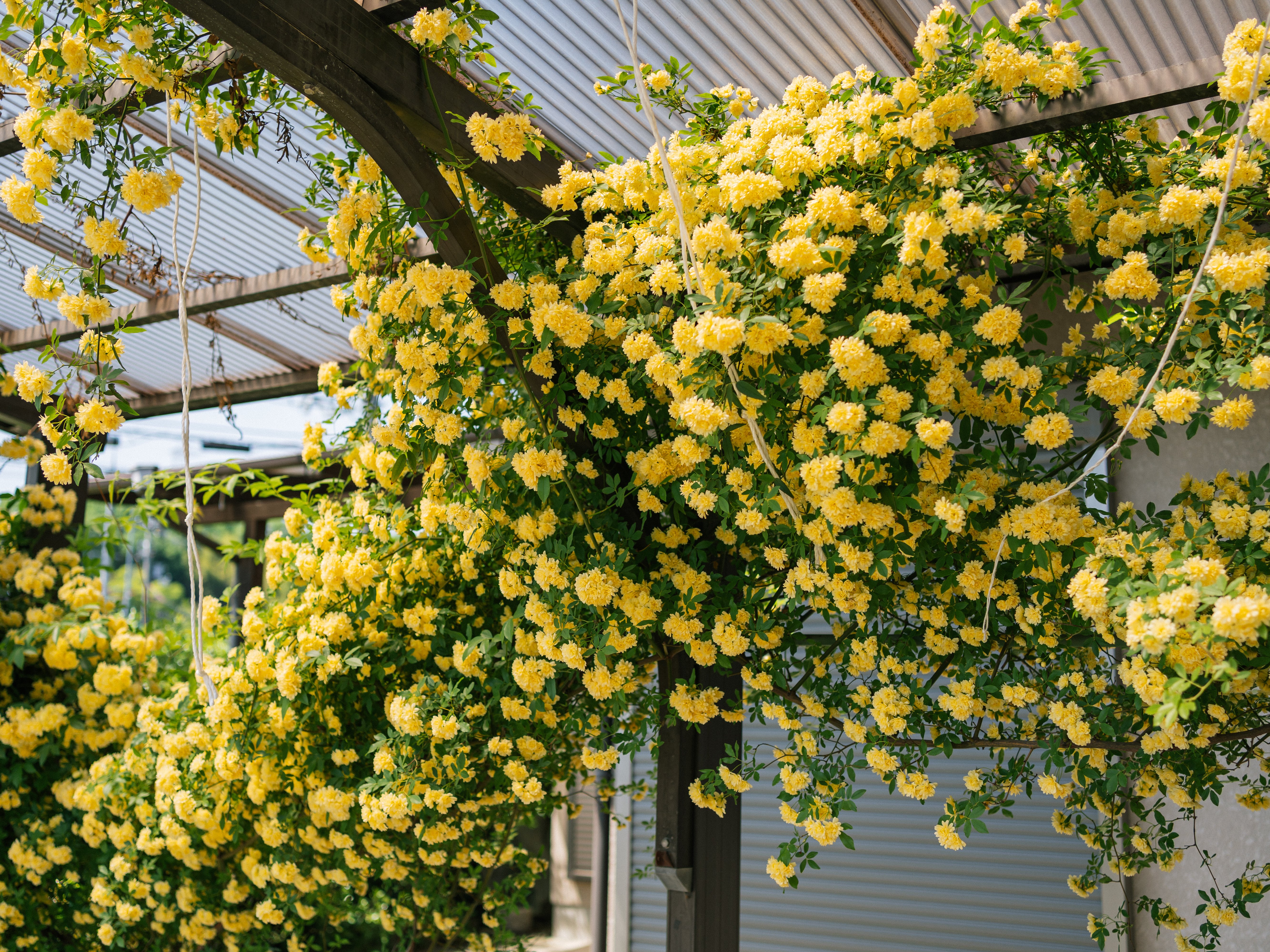5/23（金）-6/1（日）に陶芸家 脇山さとみさんの個展を開催します