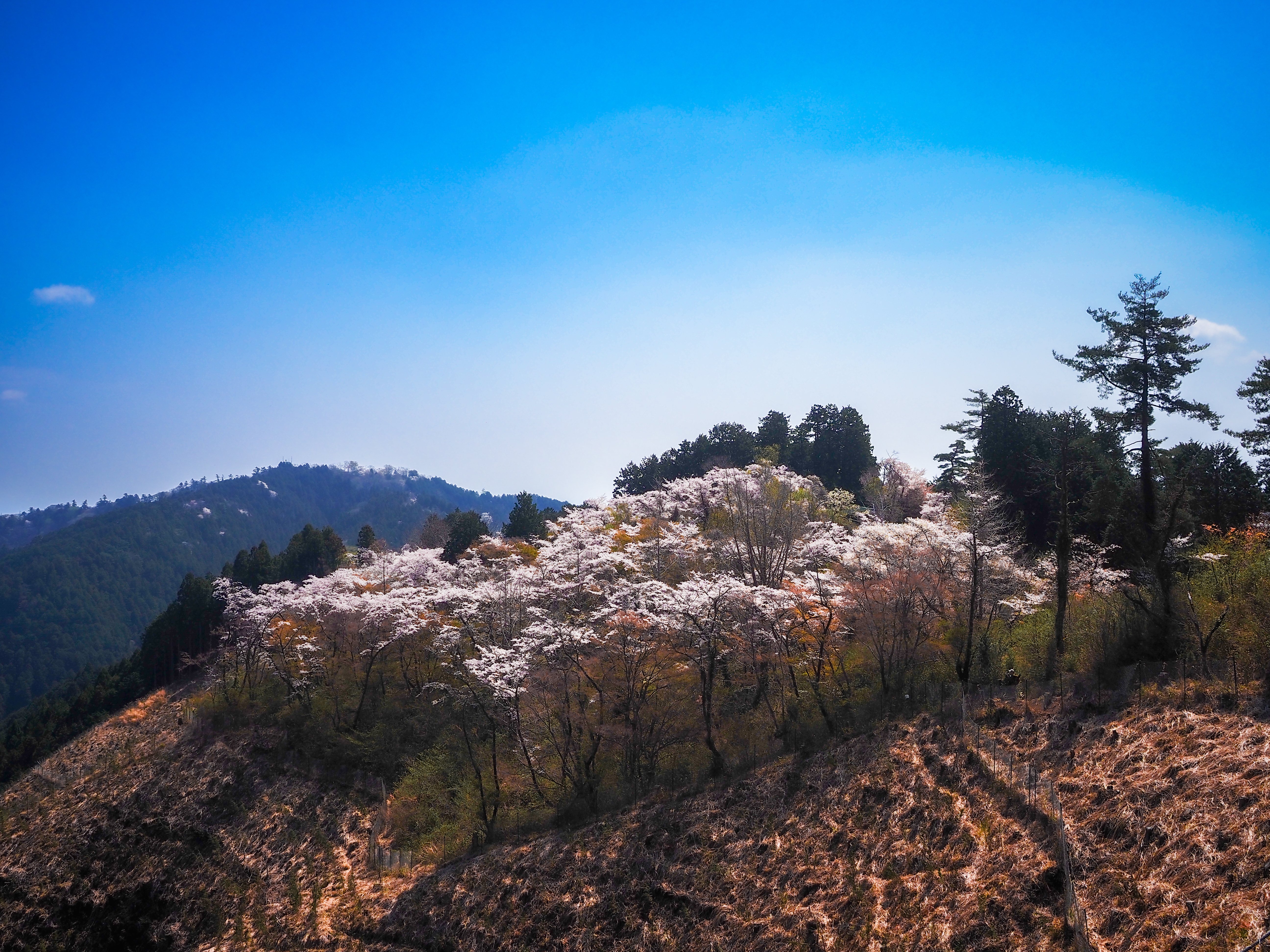 中国美術 辰砂花入 高さ16.5㎝ 東Y7-0530②タサオ 9月の