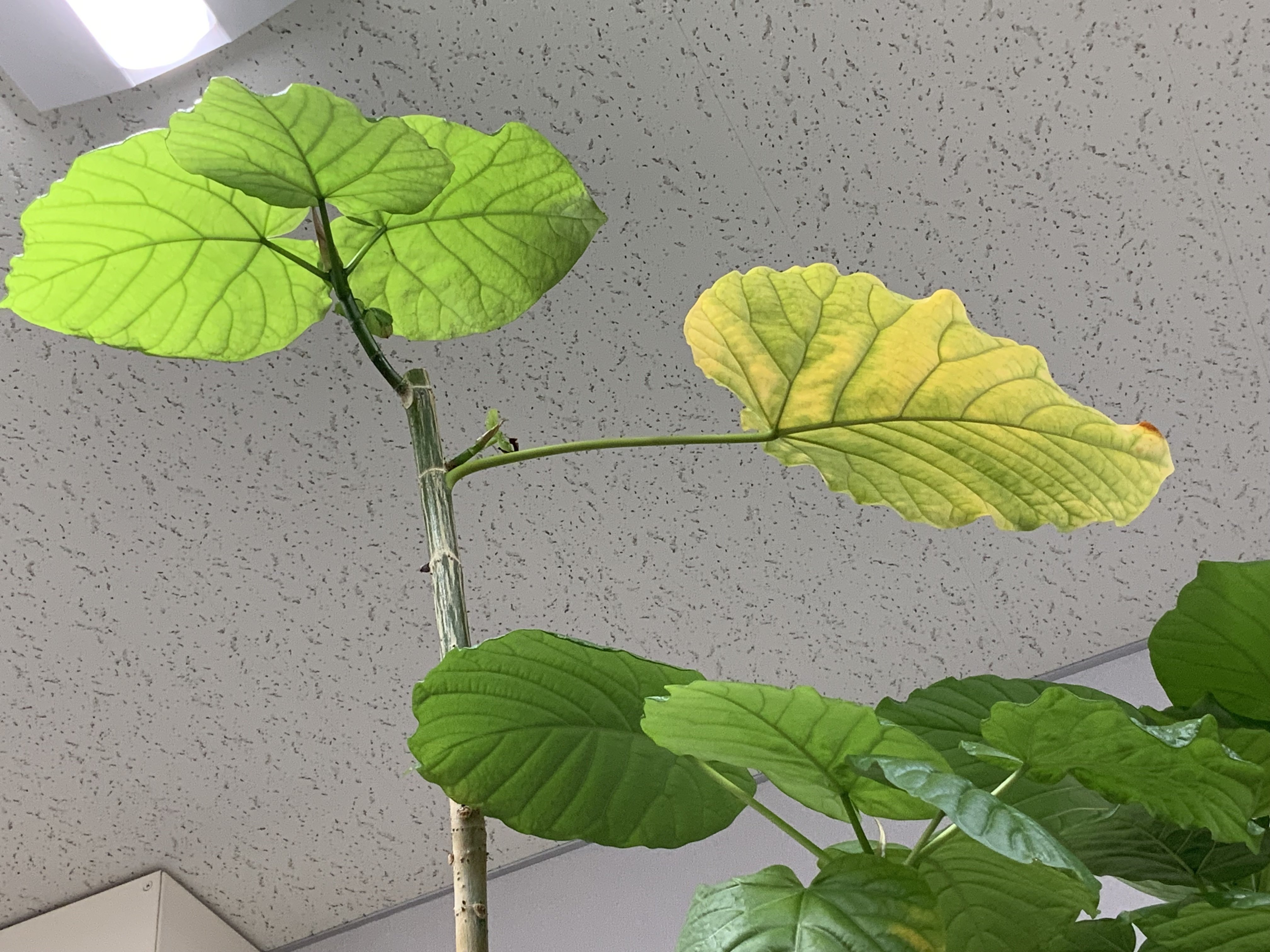 新しい芽 $_57.PNG?set_id=880000500F
