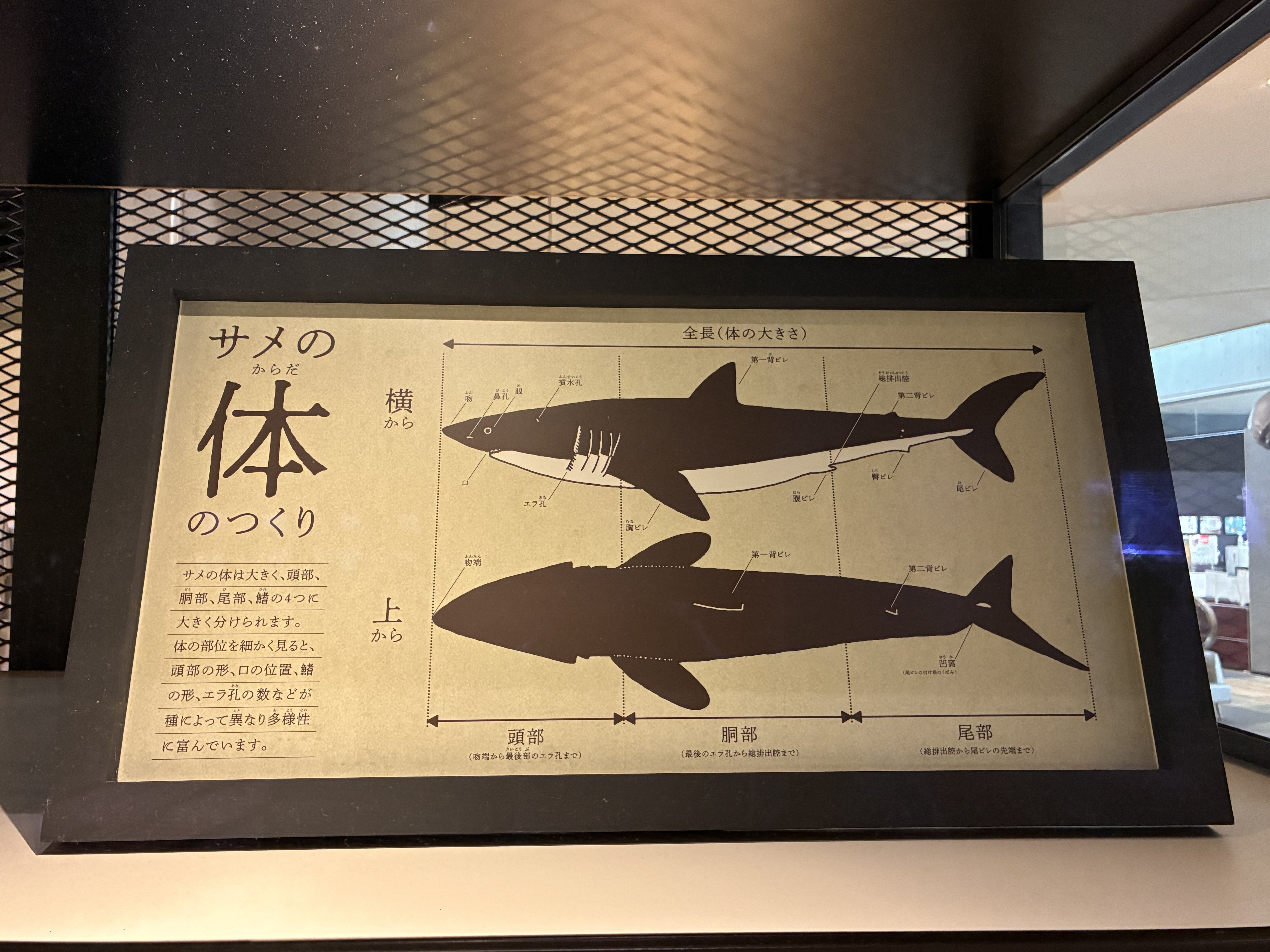 大洗水族館がとんでも最高空間だった話｜かずくん