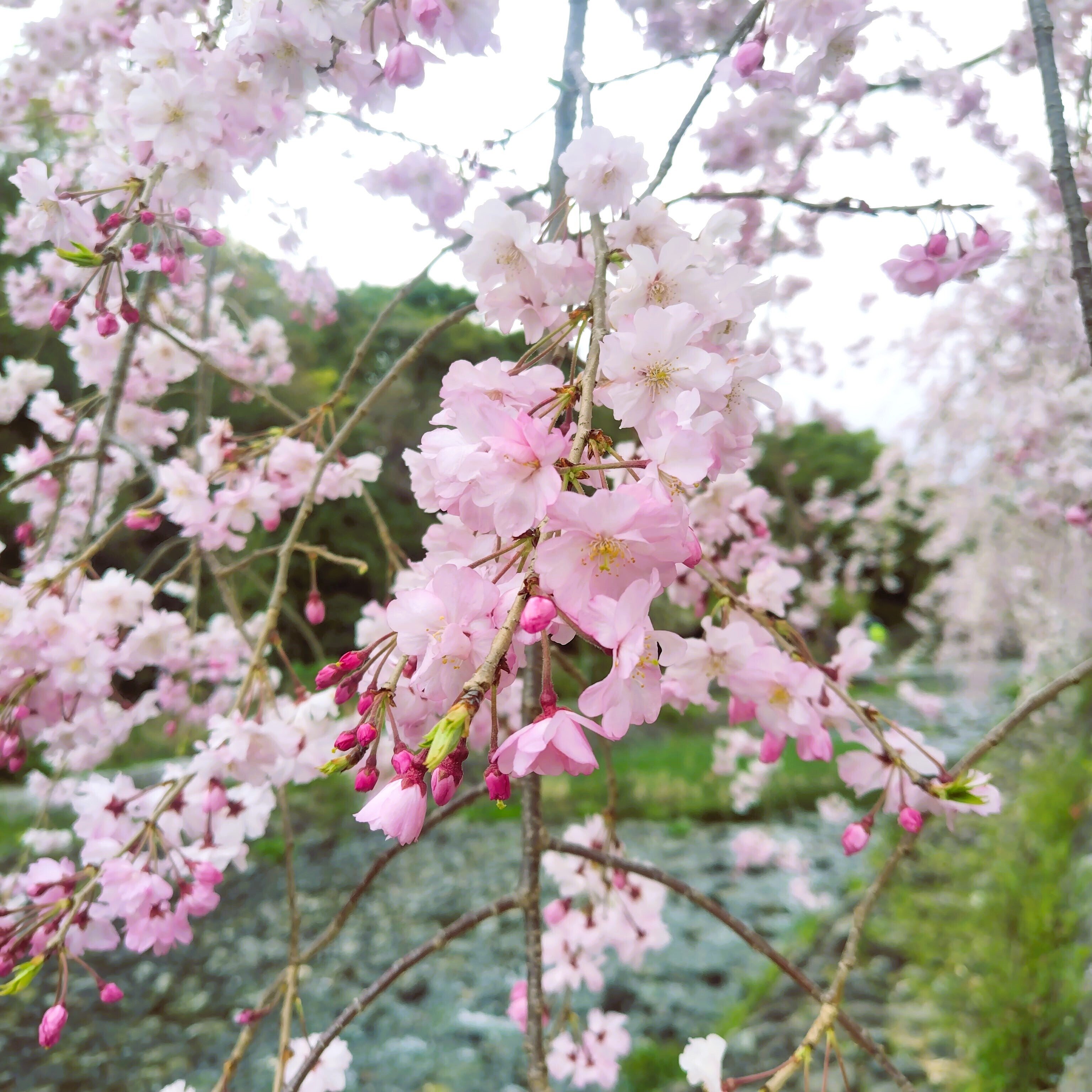 万博記念公園☆桜・チューリップ・ネモフィラ・ポピー！～デジタル