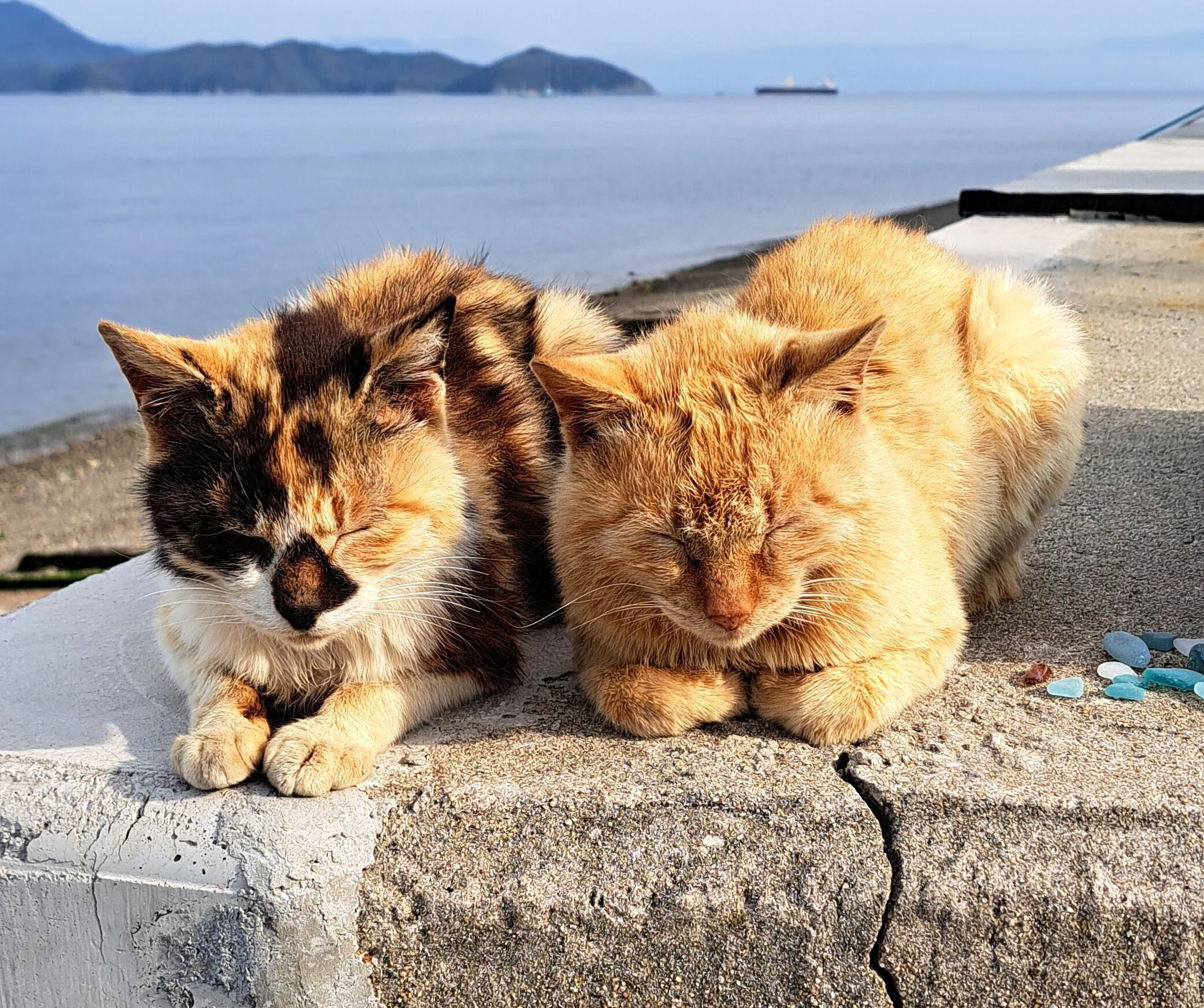 ありがとう！六島の猫ちゃん｜三木仁平