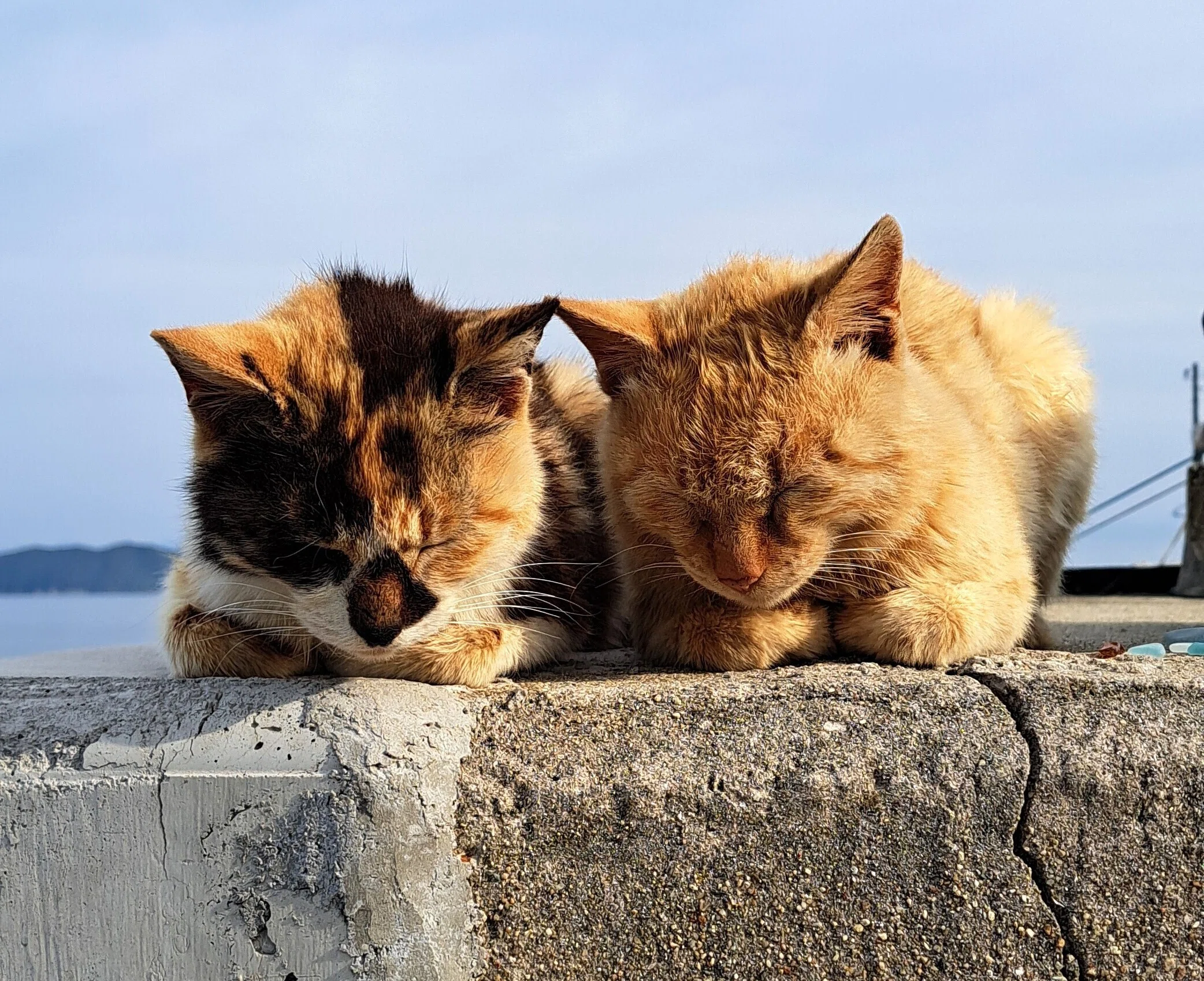 ありがとう！六島の猫ちゃん｜三木仁平