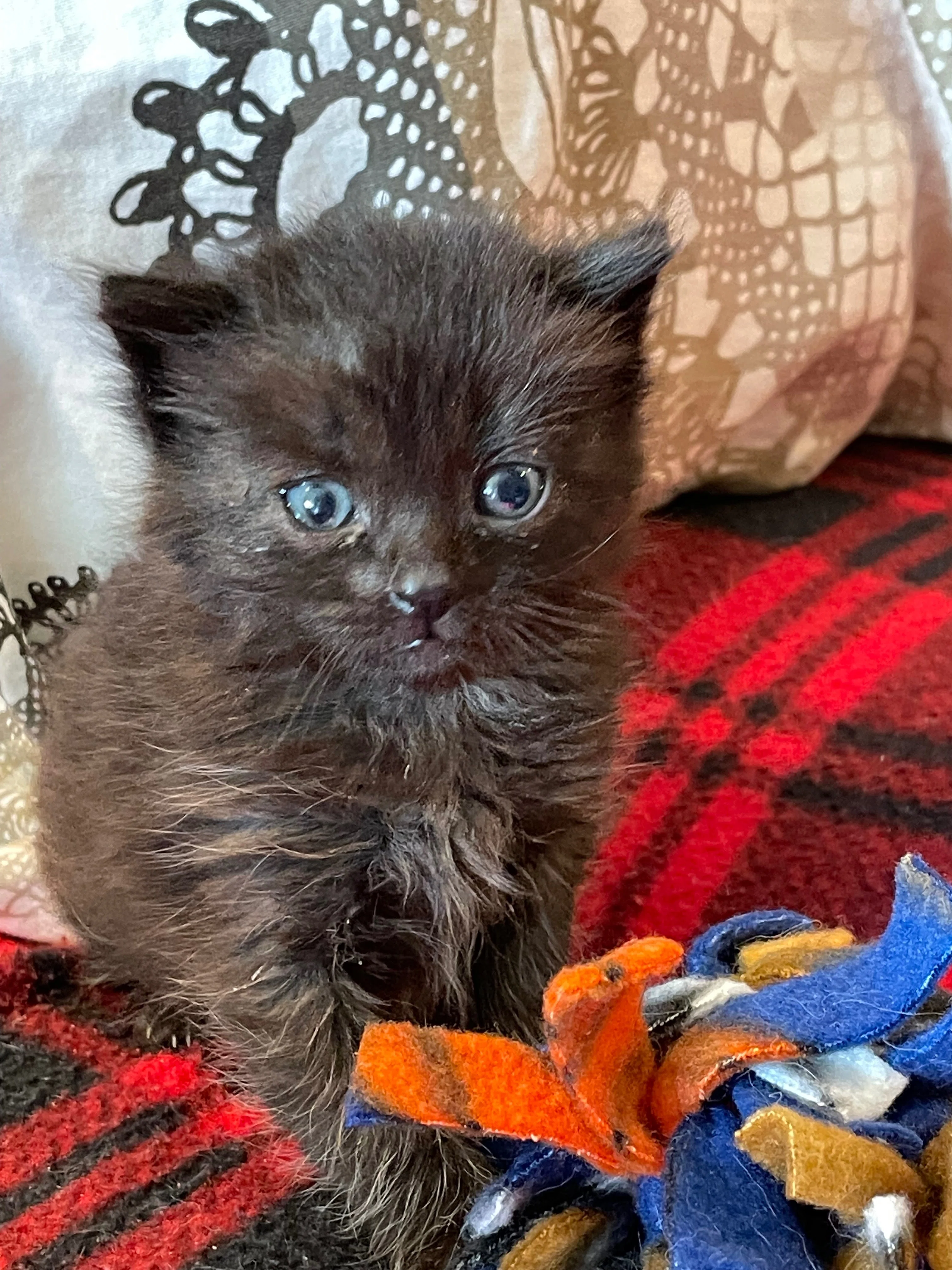 The Kitten Wave Is Here Again! - Welcoming Spring as a Foster