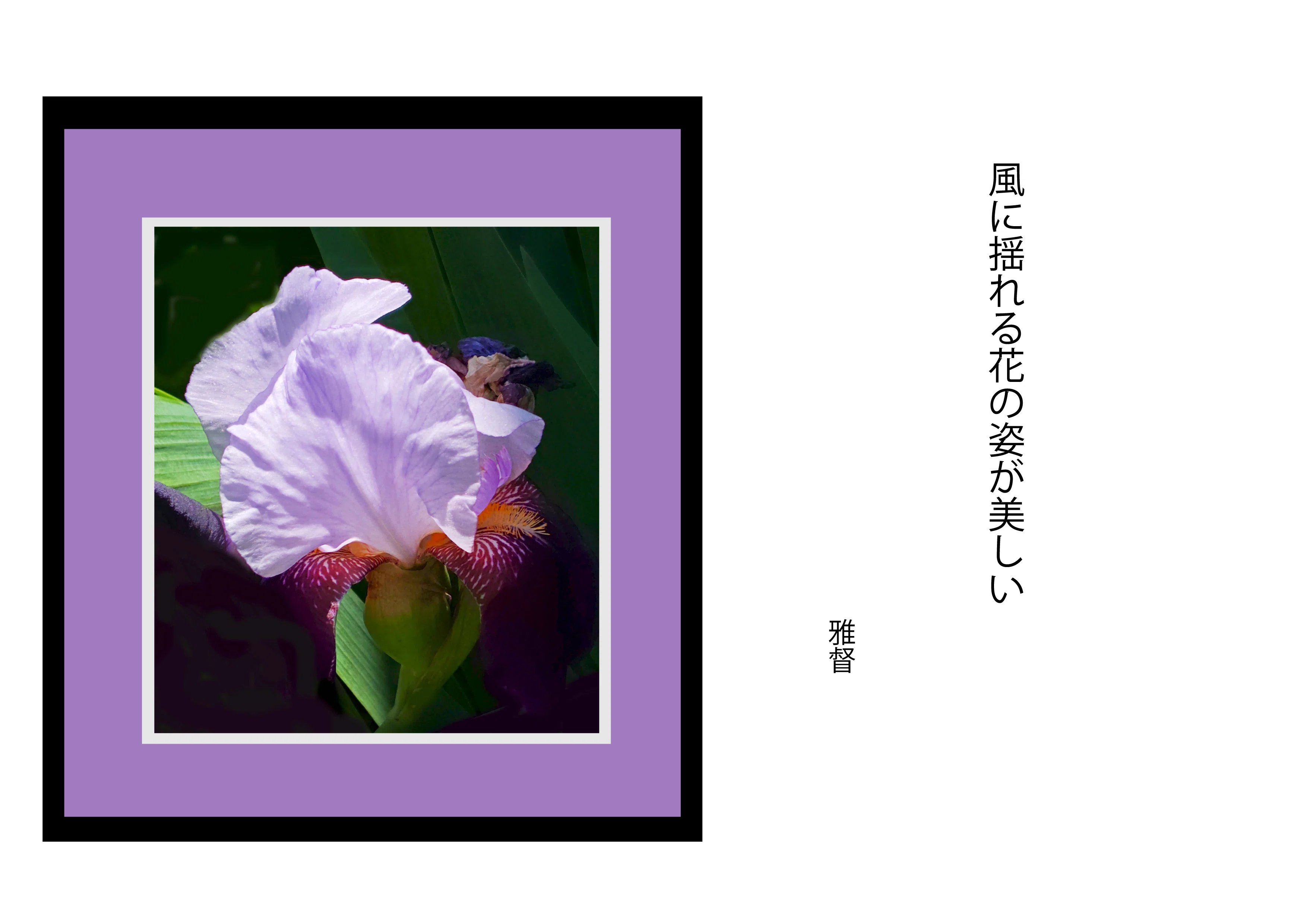スマホカメラを愉しむ 風に揺れる花の姿が美しい ドイツアヤメというの