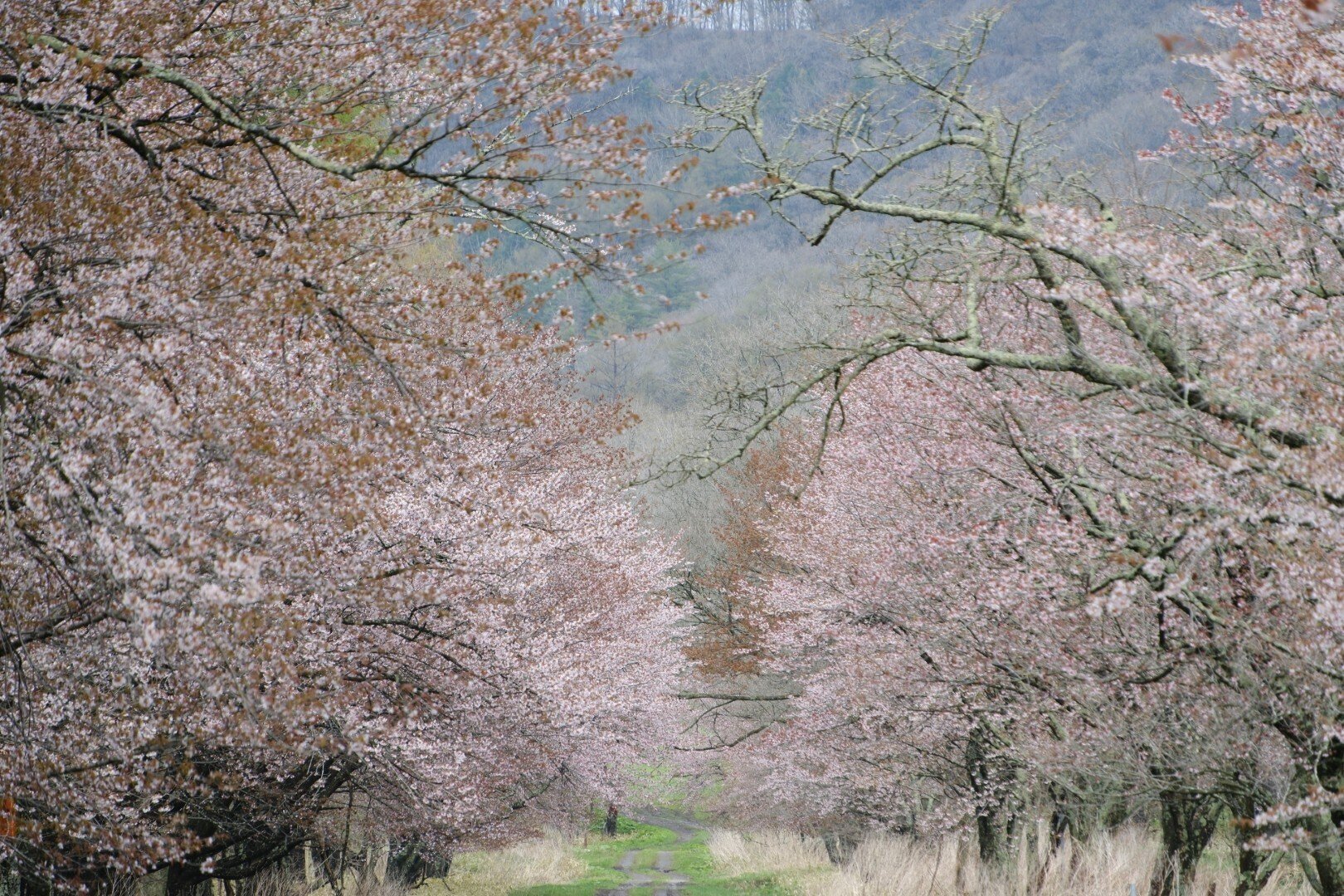 FUJIFILM X-T5】静内二十間道路桜並木にリバティアイランド号を偲ぶ