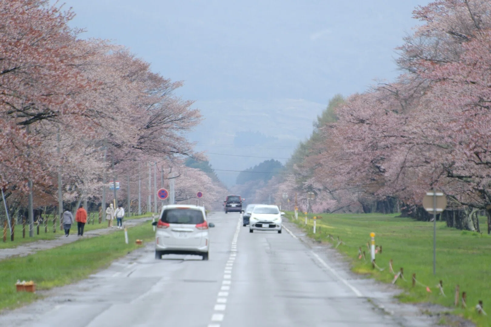 FUJIFILM X-T5】静内二十間道路桜並木にリバティアイランド号を偲ぶ